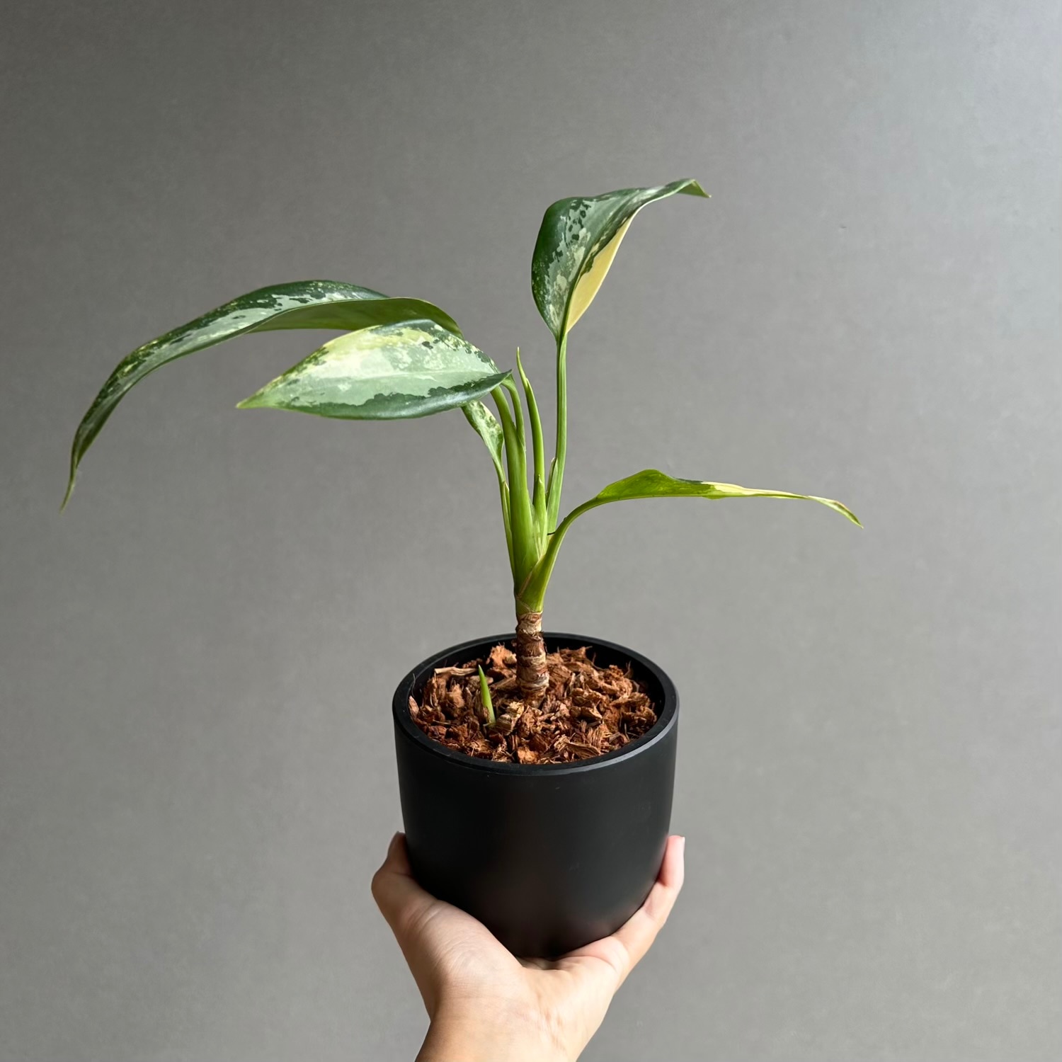 超希少❗️アグラオネマ　スワンナプーム✨ アグラオネマ スワンナプーム｜Unyamanee Garden作出の希少斑入り品種