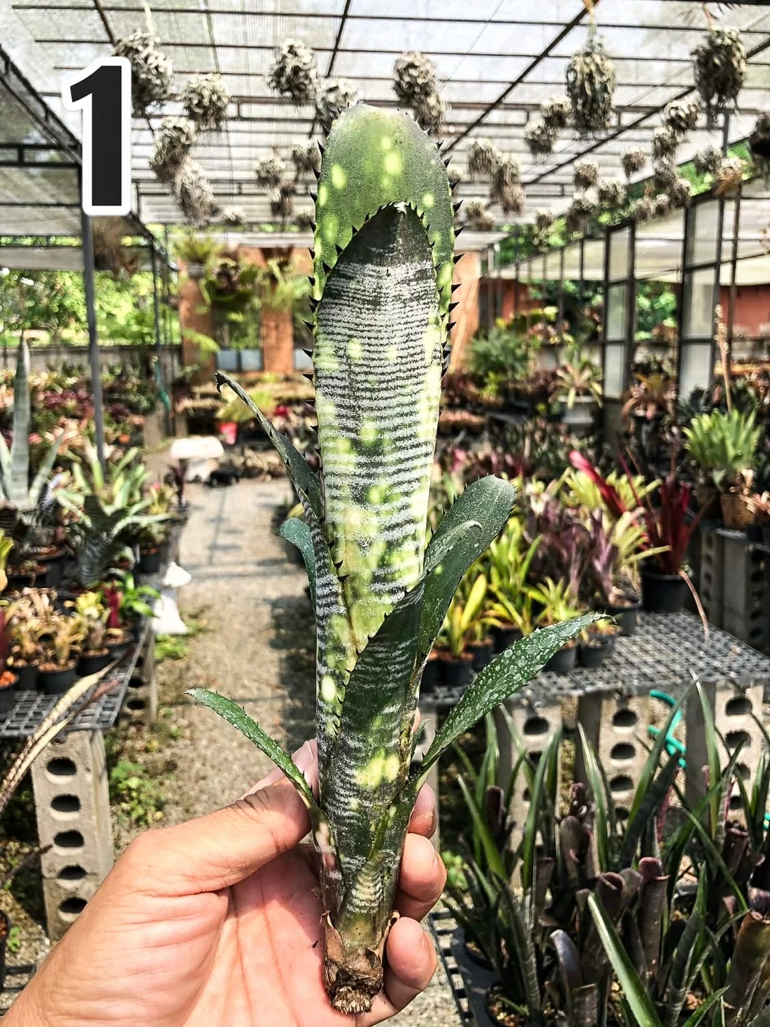 ビルベルギア ドミンゴスマーティンス｜Billbergia タンクブロメリア