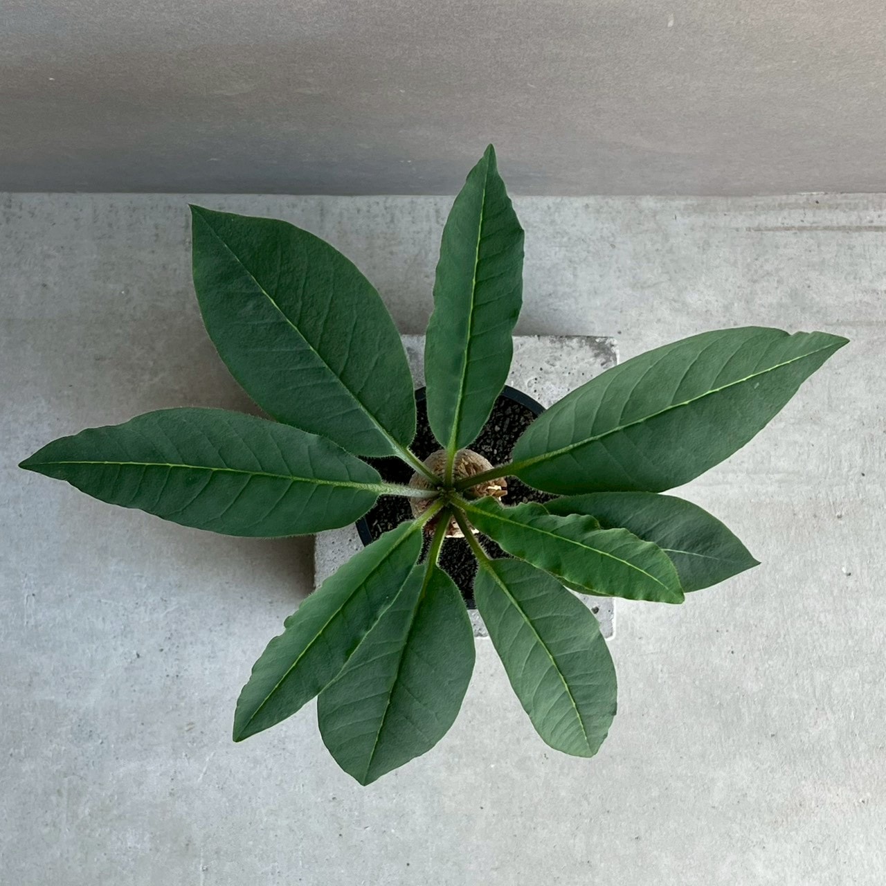 お*ろ様 珍奇植物‼️RSA ユーフォルビア ペントプス 白頭竜 実生苗 特選実 isla del pescado - Euphorbia pentops-白頭竜