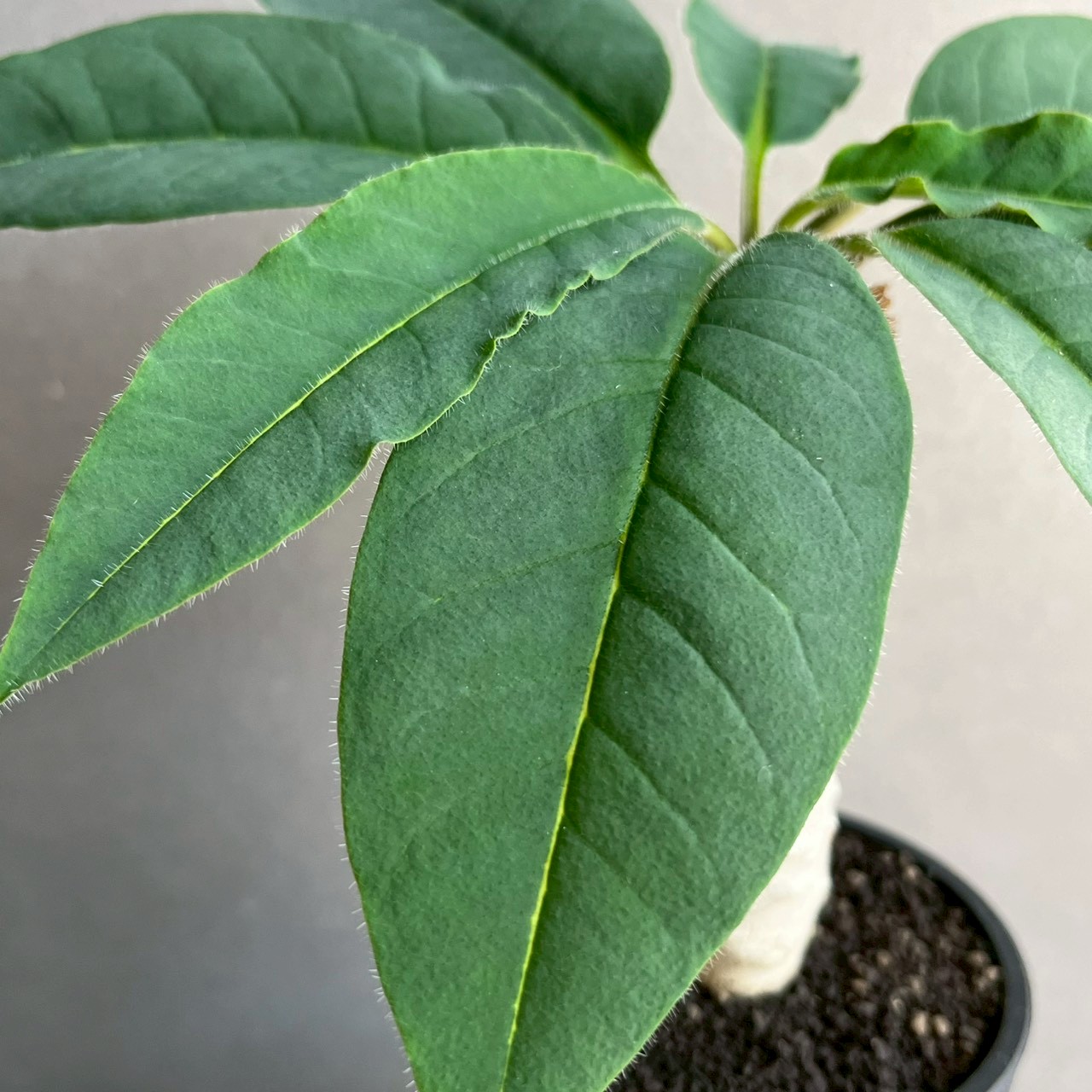 お*ろ様 珍奇植物‼️RSA ユーフォルビア ペントプス 白頭竜 実生苗 特選実 お*ろ様 珍奇植物‼️RSA ユーフォルビア ペントプス 白頭竜 実生苗