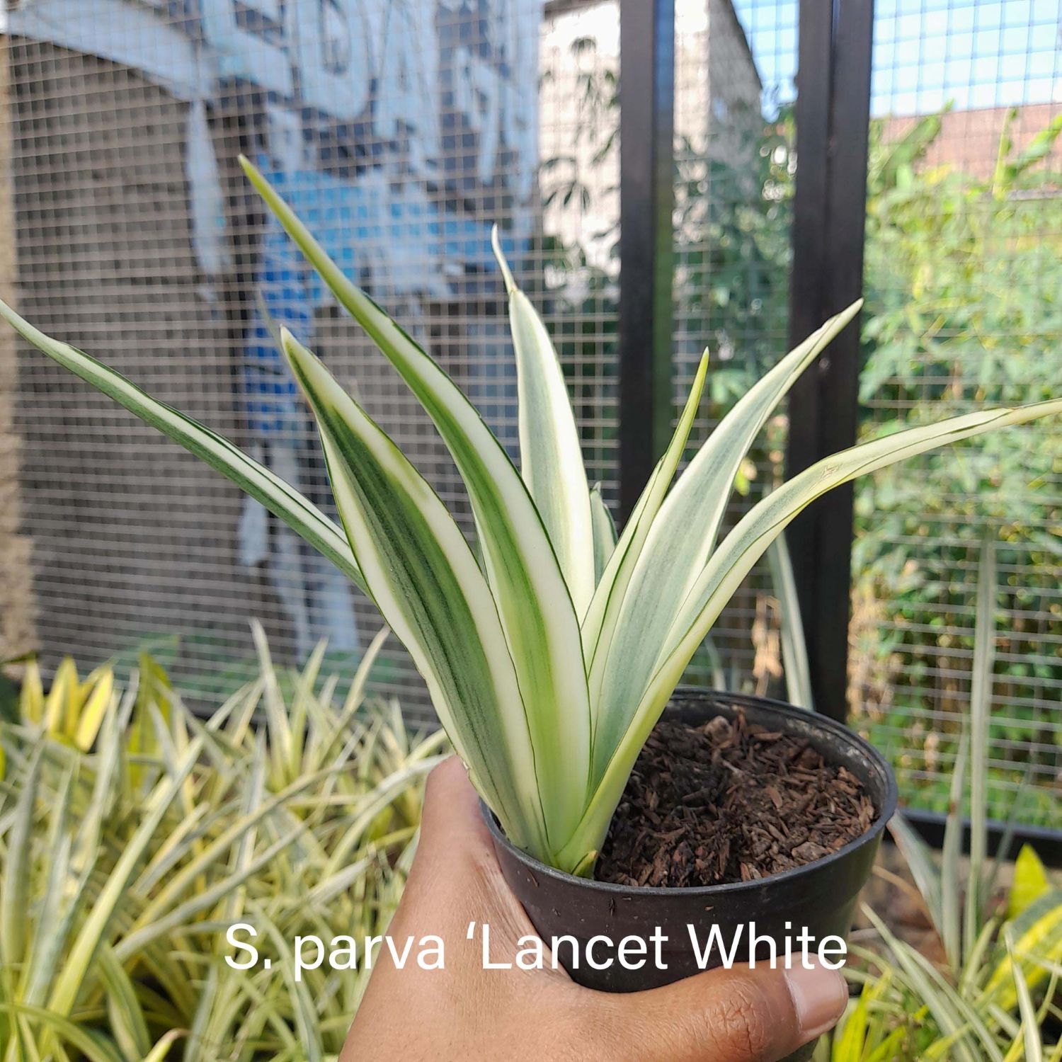 【特白美肌　サンスベリア・New hybrid ゼブラ】発根済み　超希少です。 3株】サンセベリア（サンスベリア） パルバ 'ランセットホワイト