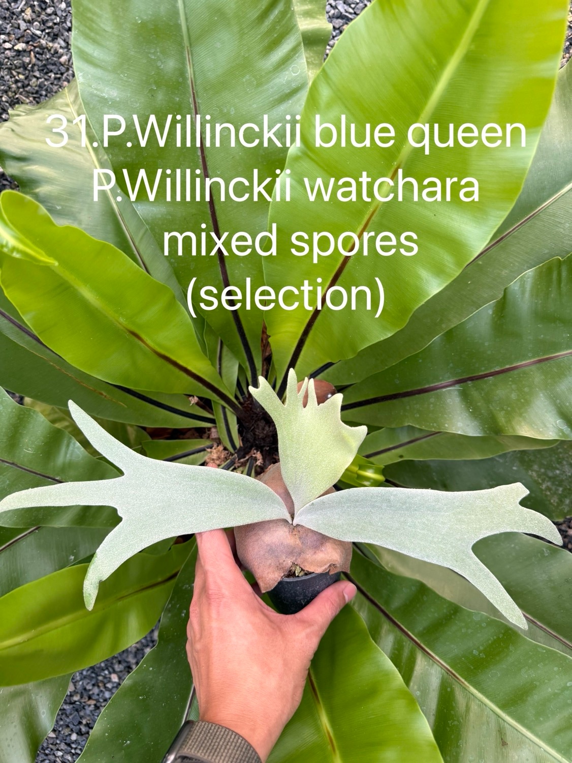 ビカクシダ ウィリンキー Blue Queen,Watchara ミックススポア
