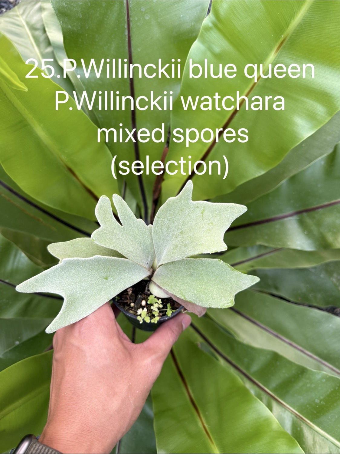 ビカクシダ ウィリンキー Blue Queen,Watchara ミックススポア