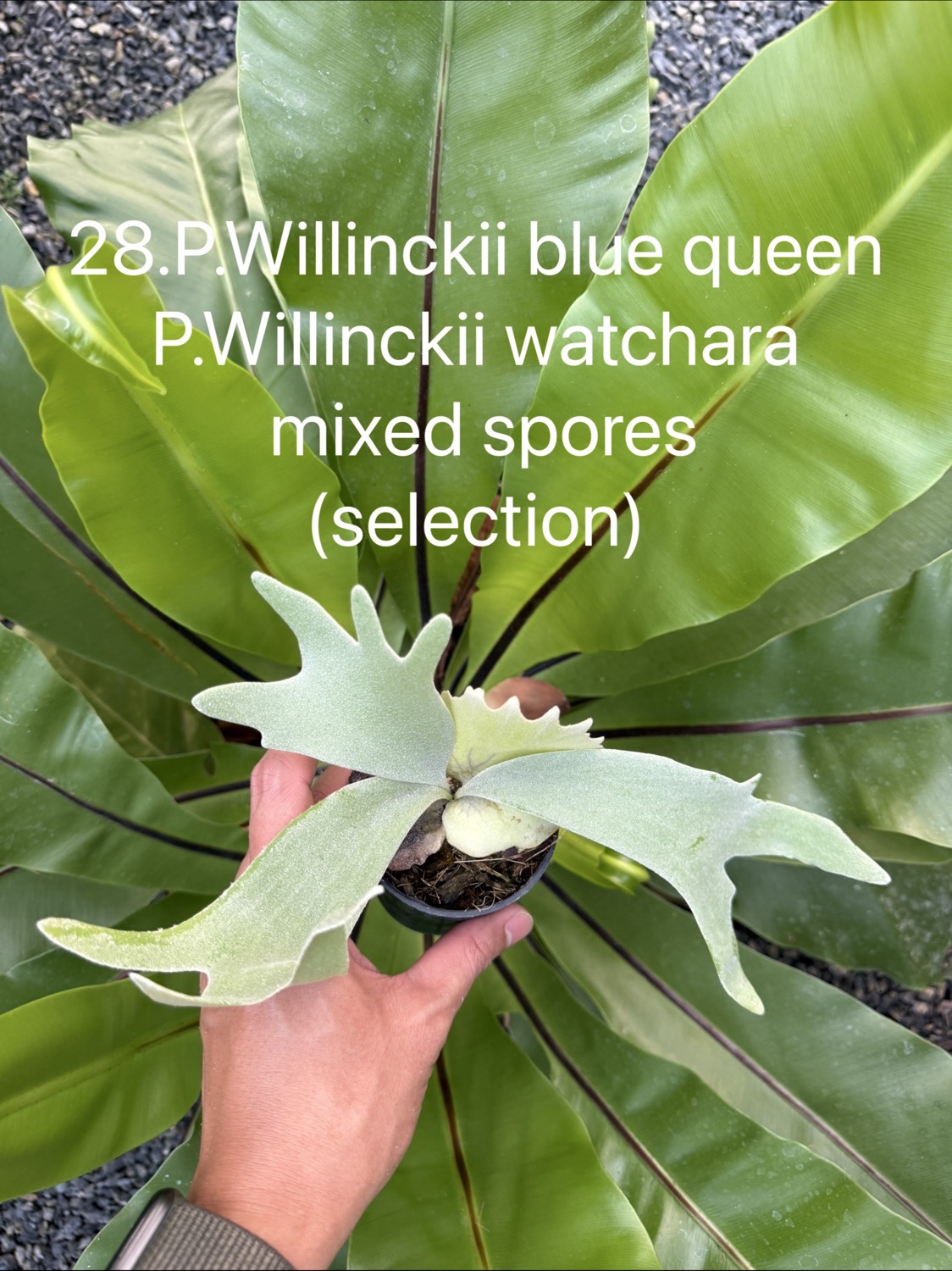 ビカクシダ ウィリンキー Blue Queen,Watchara ミックススポア