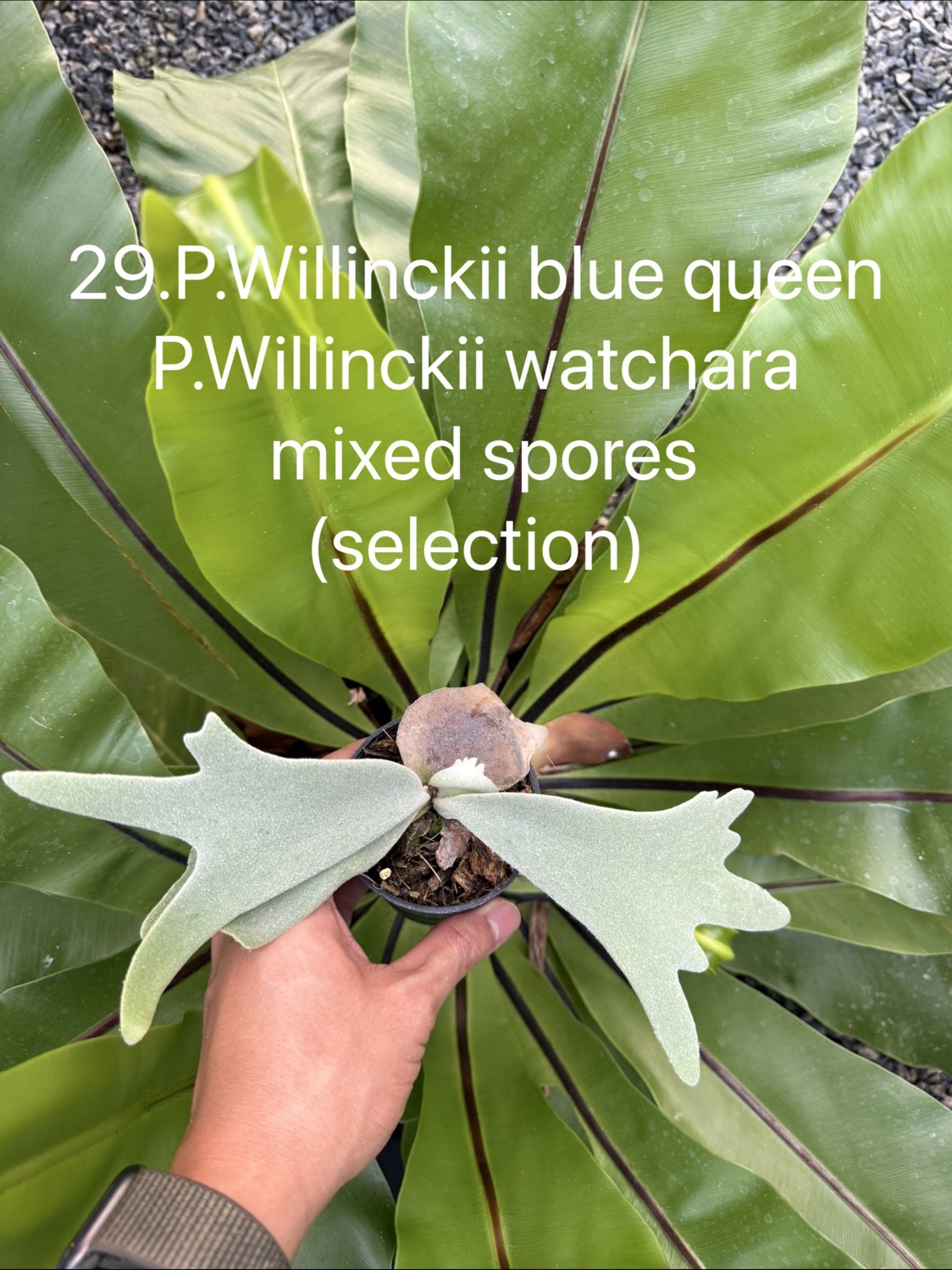 ビカクシダ ウィリンキー Blue Queen,Watchara ミックススポア