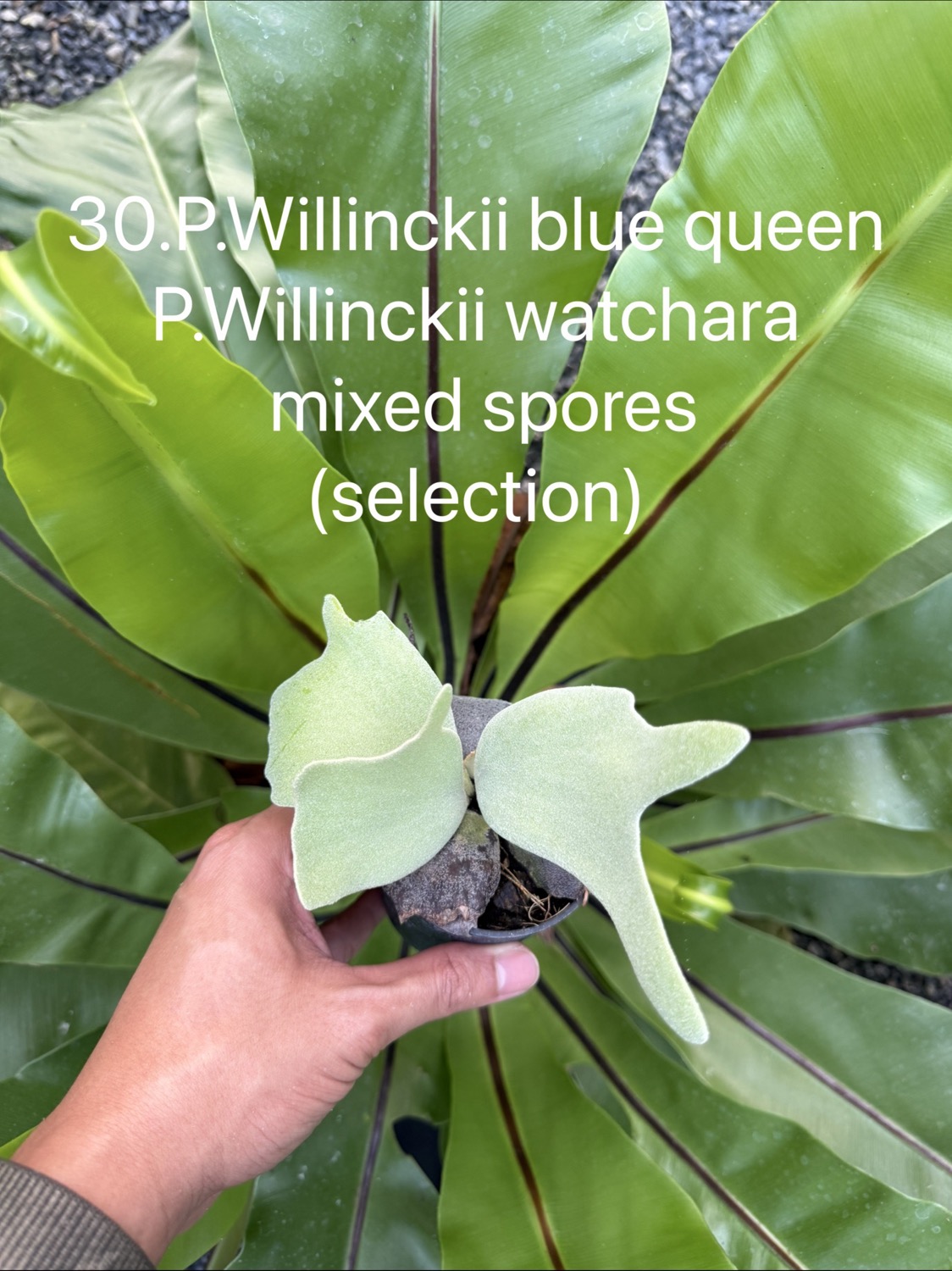 ビカクシダ ウィリンキー Blue Queen,Watchara ミックススポア