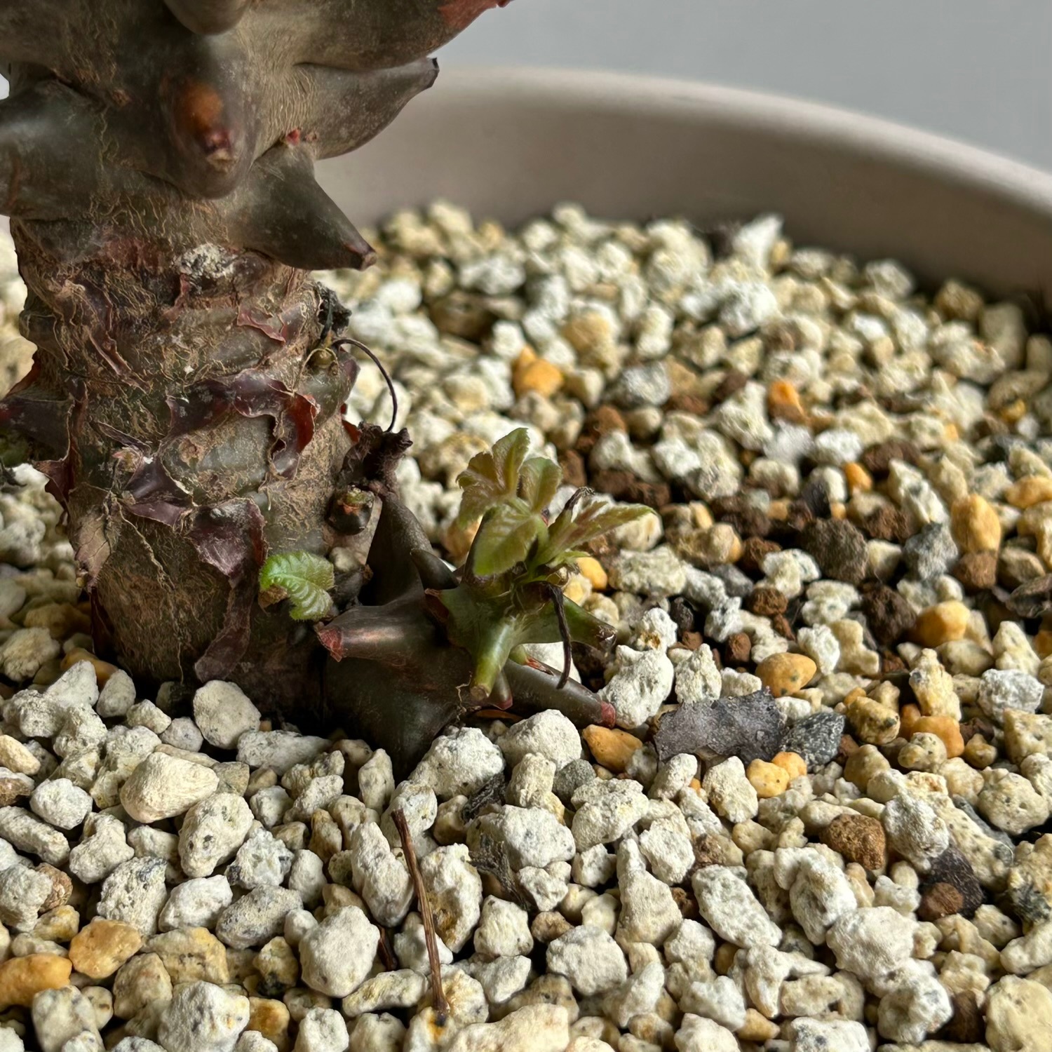 ベイセリア メキシカーナ｜断崖に生きる希少な一属一種の塊根植物