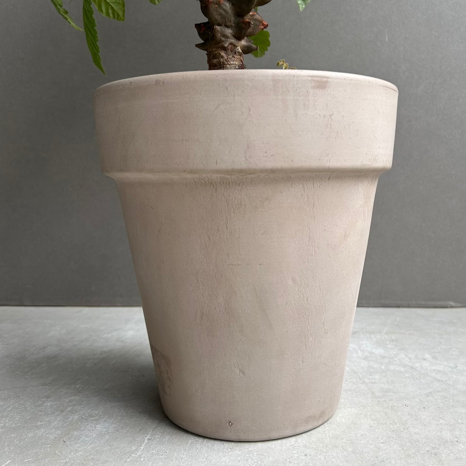 ベイセリア メキシカーナ｜断崖に生きる希少な一属一種の塊根植物