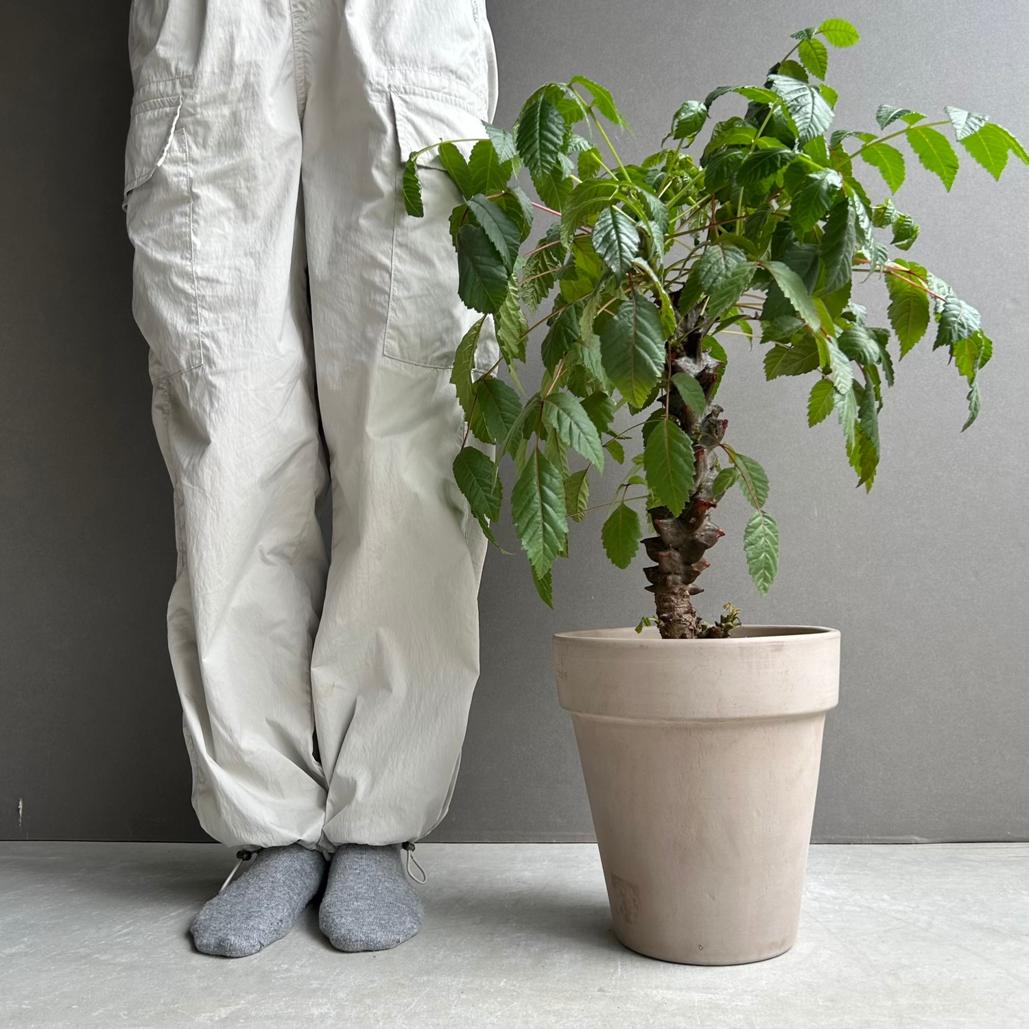 ベイセリア メキシカーナ｜断崖に生きる希少な一属一種の塊根植物