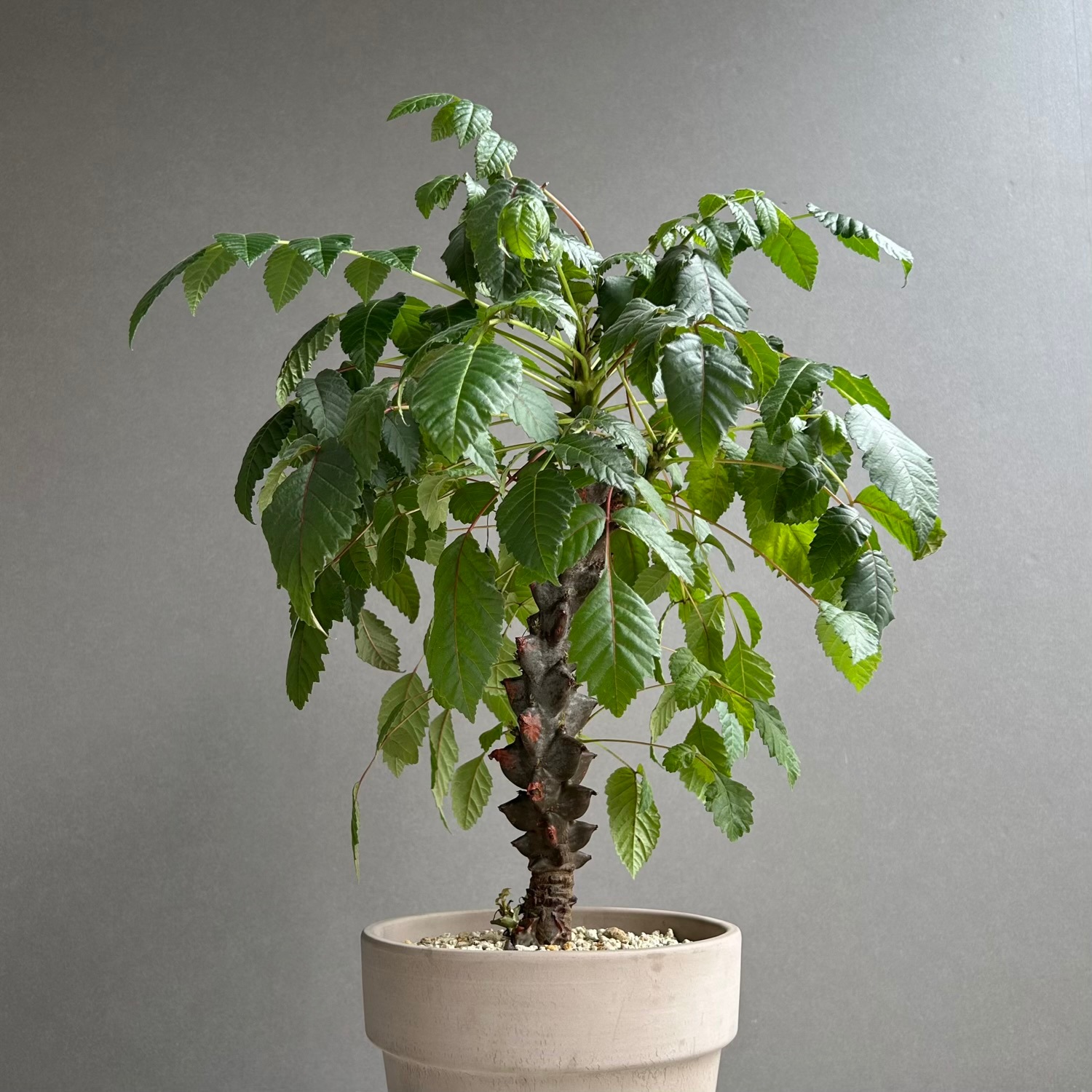 ベイセリア メキシカーナ｜断崖に生きる希少な一属一種の塊根植物