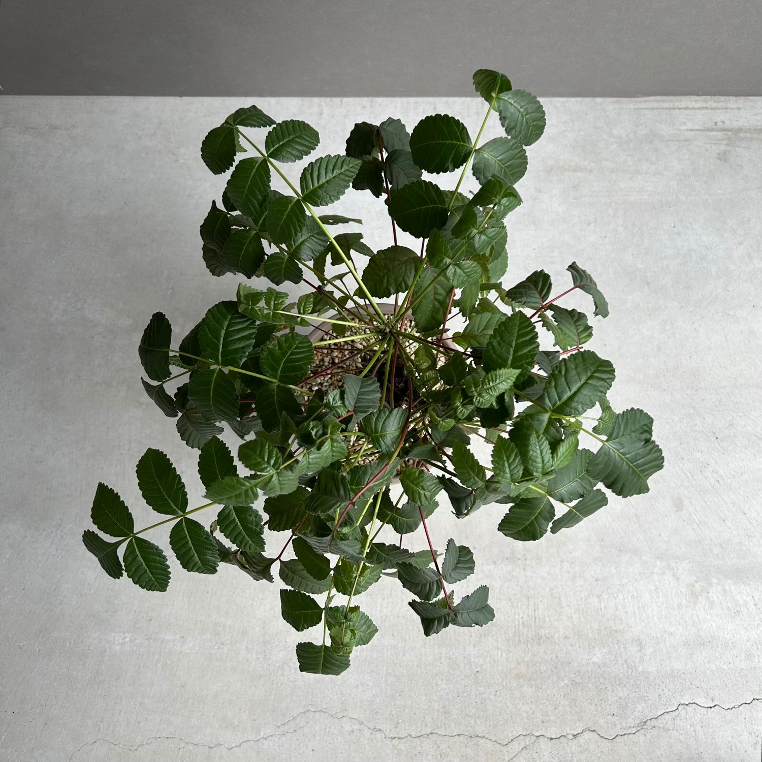 ベイセリア メキシカーナ｜断崖に生きる希少な一属一種の塊根植物
