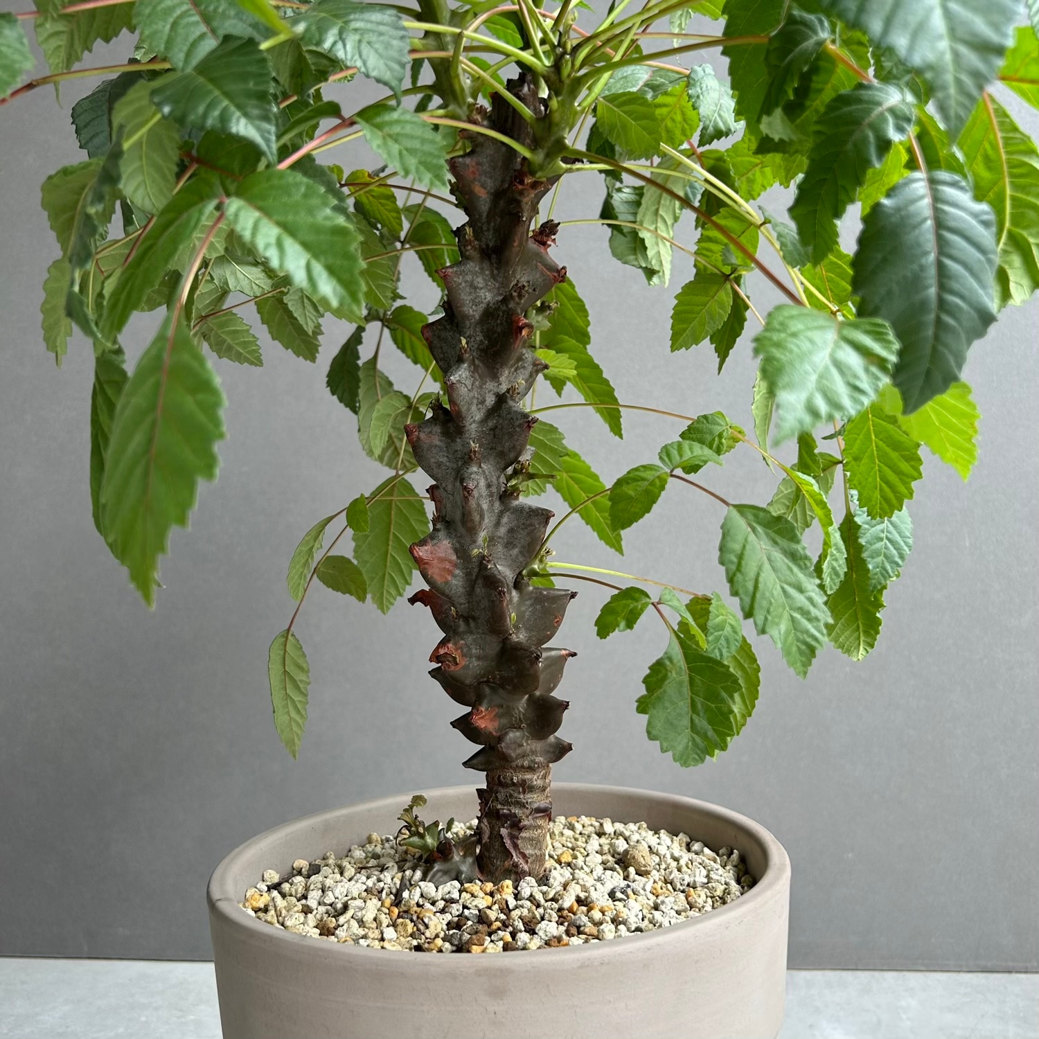 ベイセリア メキシカーナ｜断崖に生きる希少な一属一種の塊根植物