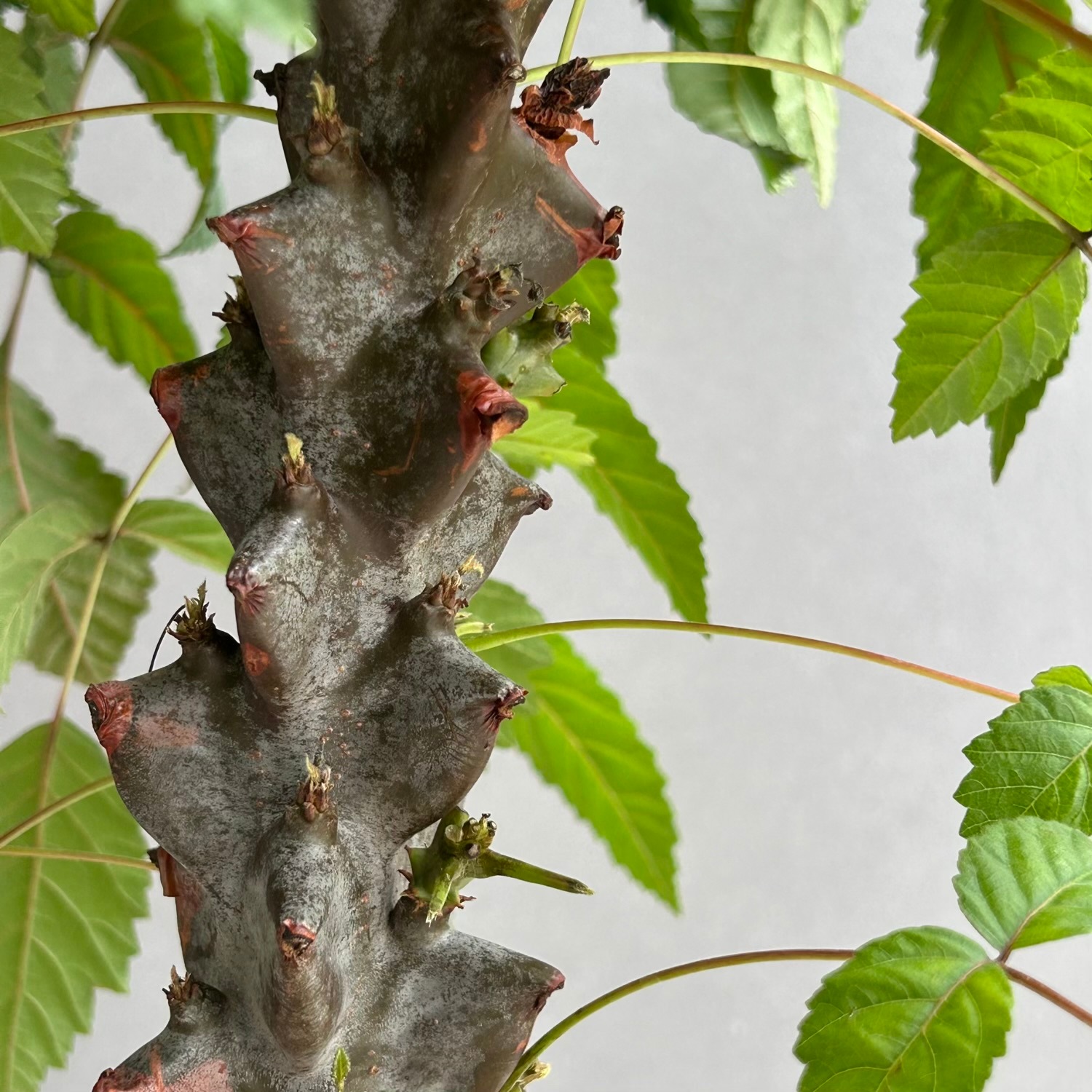 ベイセリア メキシカーナ｜断崖に生きる希少な一属一種の塊根植物