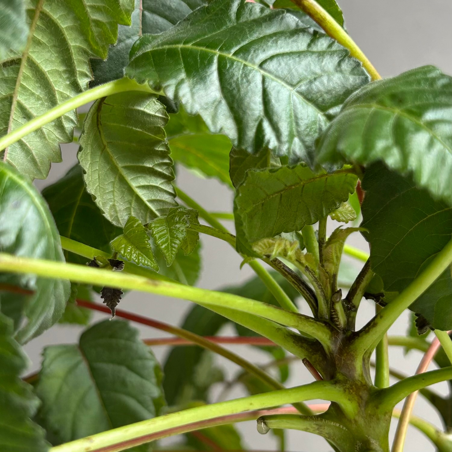 ベイセリア メキシカーナ｜断崖に生きる希少な一属一種の塊根植物