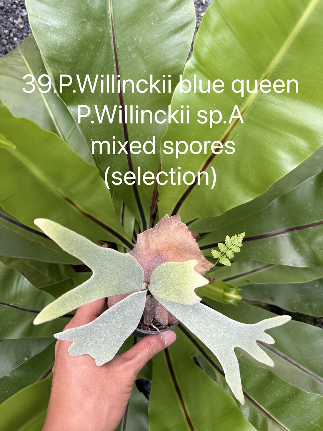 ビカクシダ ウィリンキー Blue Queen,sp.A ミックススポア