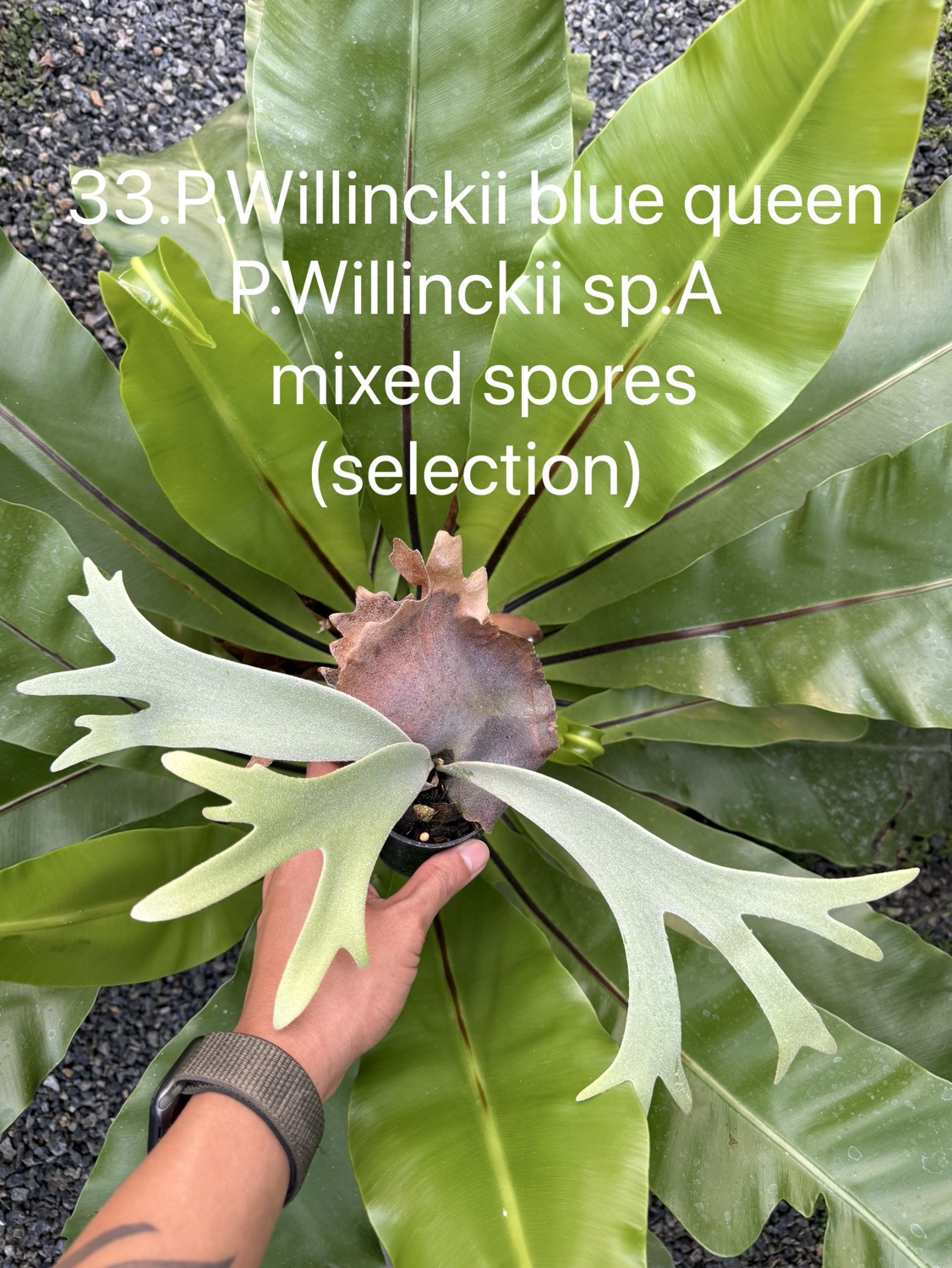 ビカクシダ willinckii mix spore Predator, SPA,Kai 1 P. willinckii 'Grace' spore #ビカクシダ #鹿角蕨 #platycerium