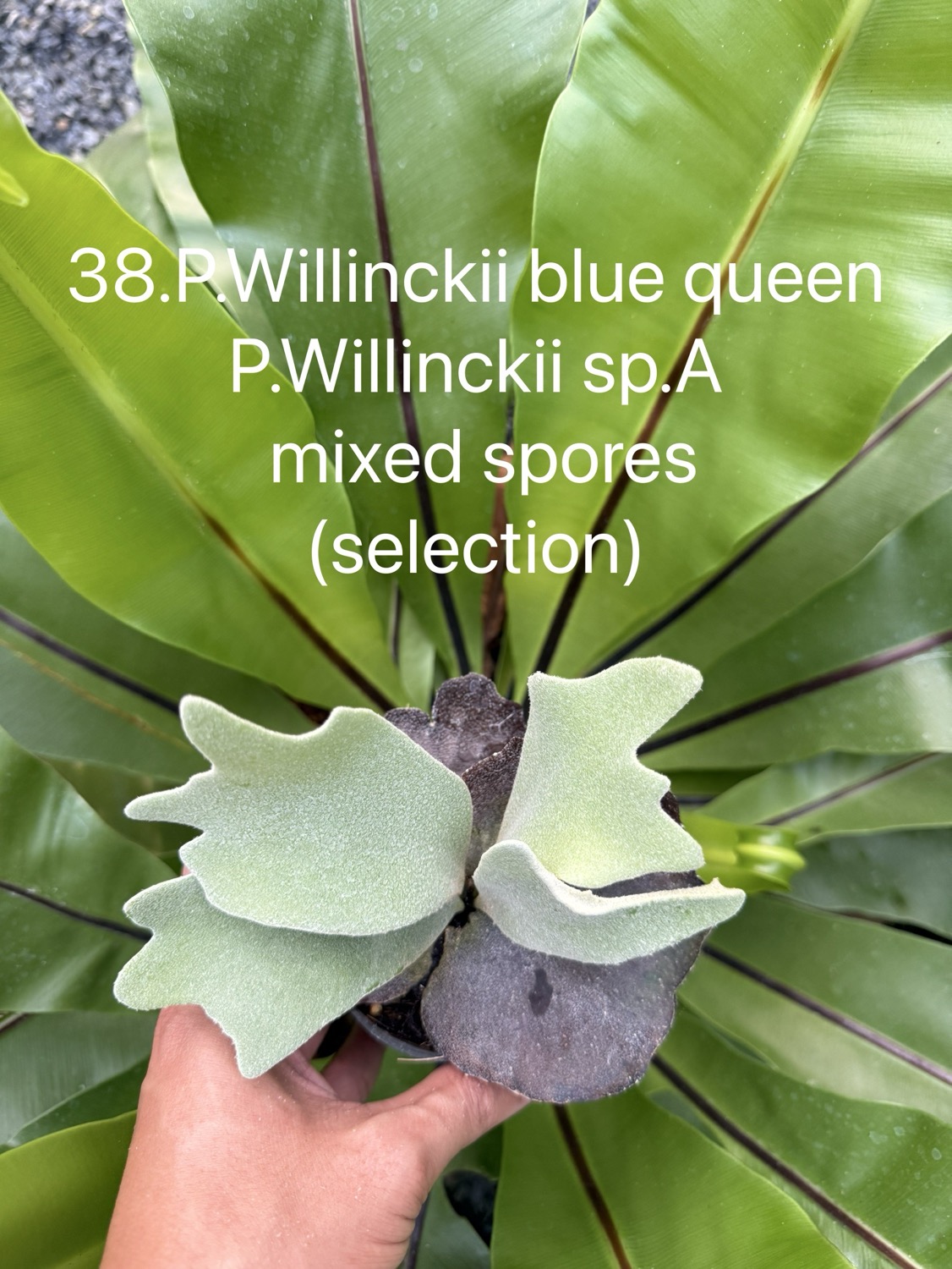 ビカクシダ P.willinckii Uncia P.willinckii Sparrow X from @bikakuinu 根が板に到達したため苔増し