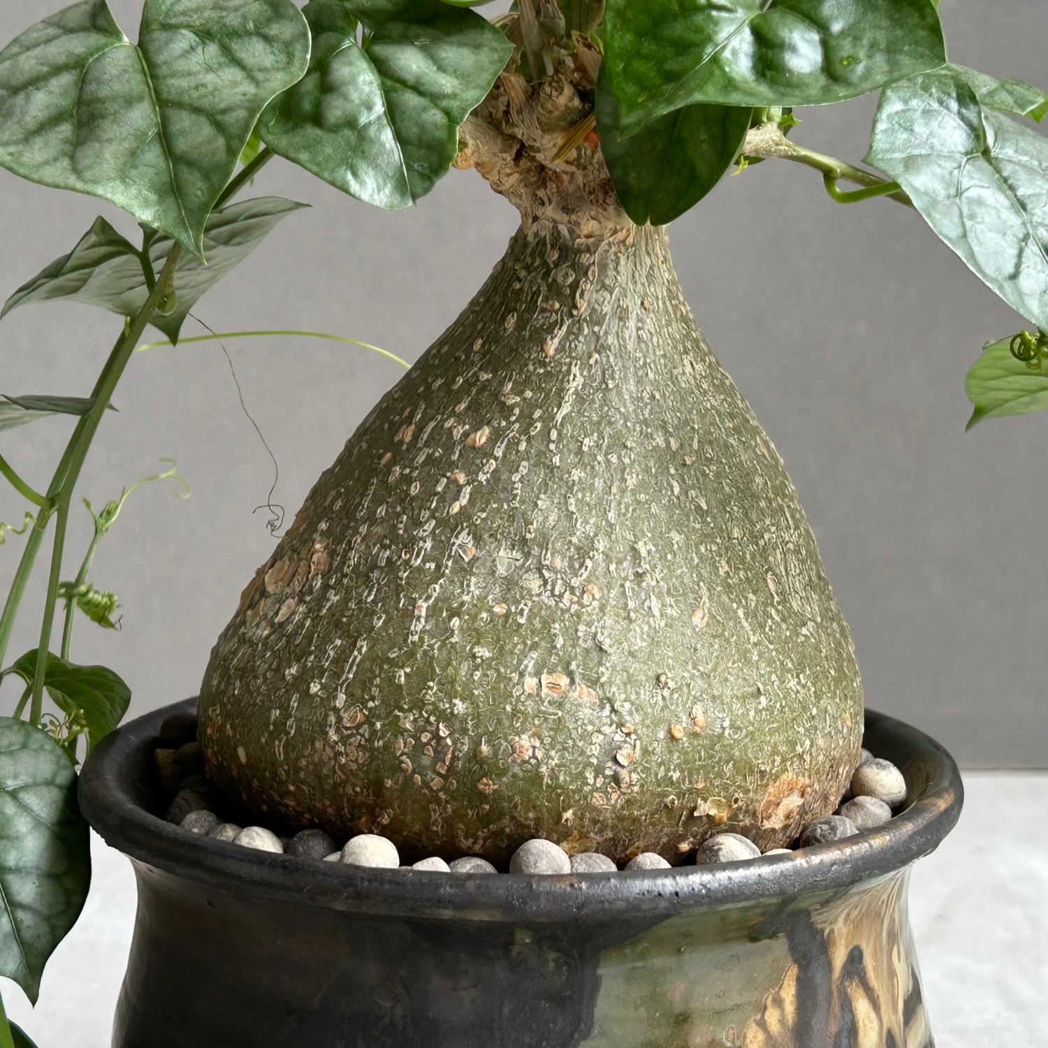 特大　希少　塊根植物　ゲラルダンサス　マクロリザス ゲラルダンサス マクロリザス + YON-HACHI 粋 -iki-｜眠り布袋と