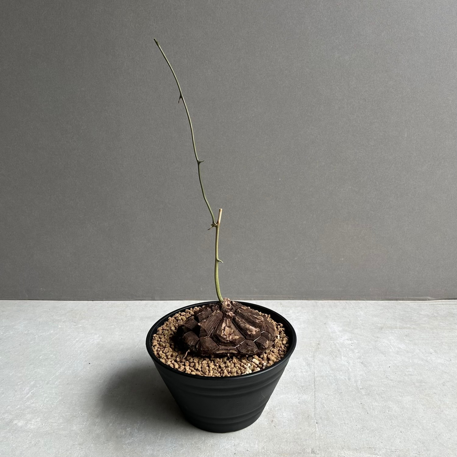 メキシコ亀甲竜｜育てるほどに美しさを増す希少塊根植物｜松竹園