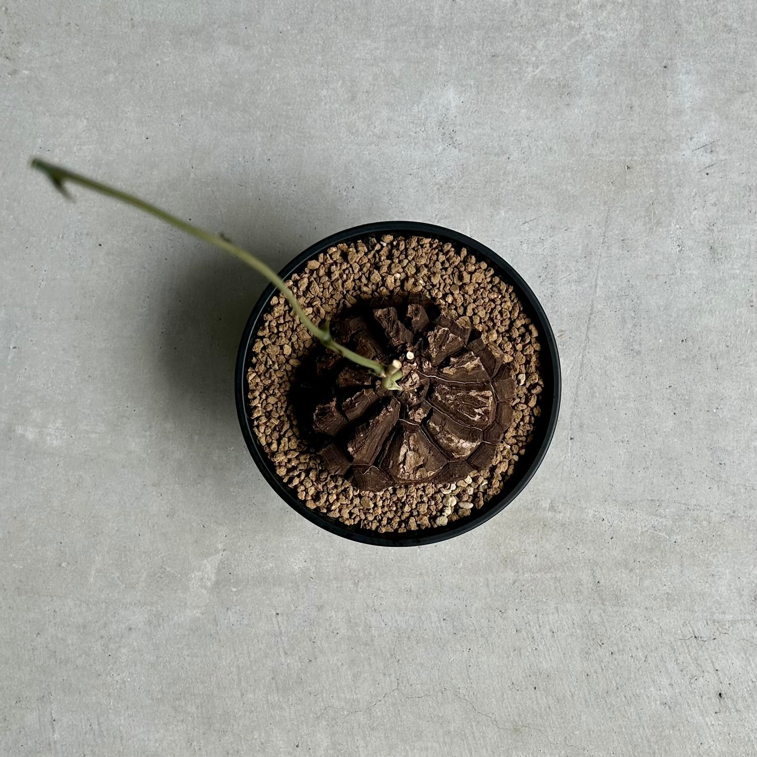 メキシコ亀甲竜｜育てるほどに美しさを増す希少塊根植物｜松竹園