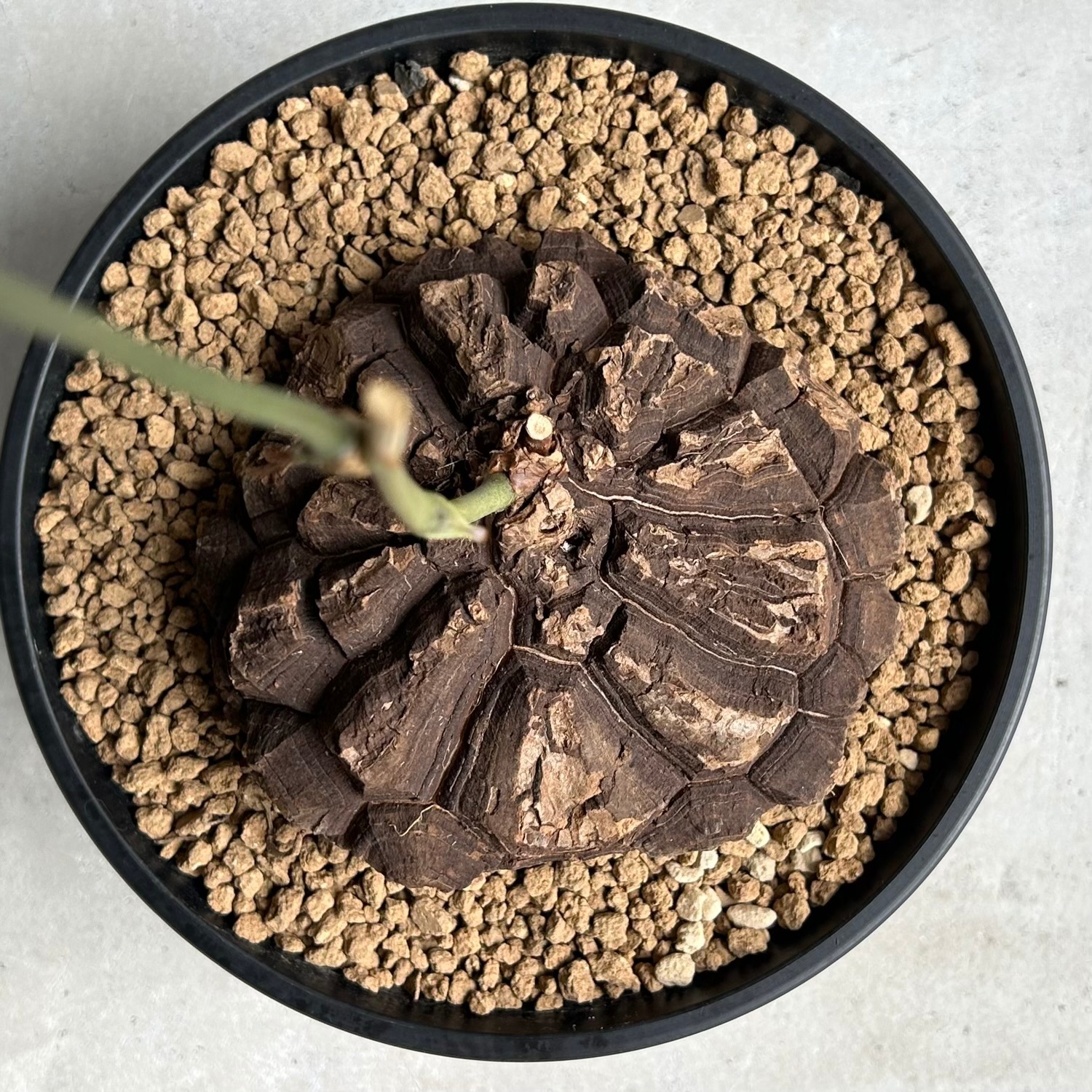 メキシコ亀甲竜｜育てるほどに美しさを増す希少塊根植物｜松竹園