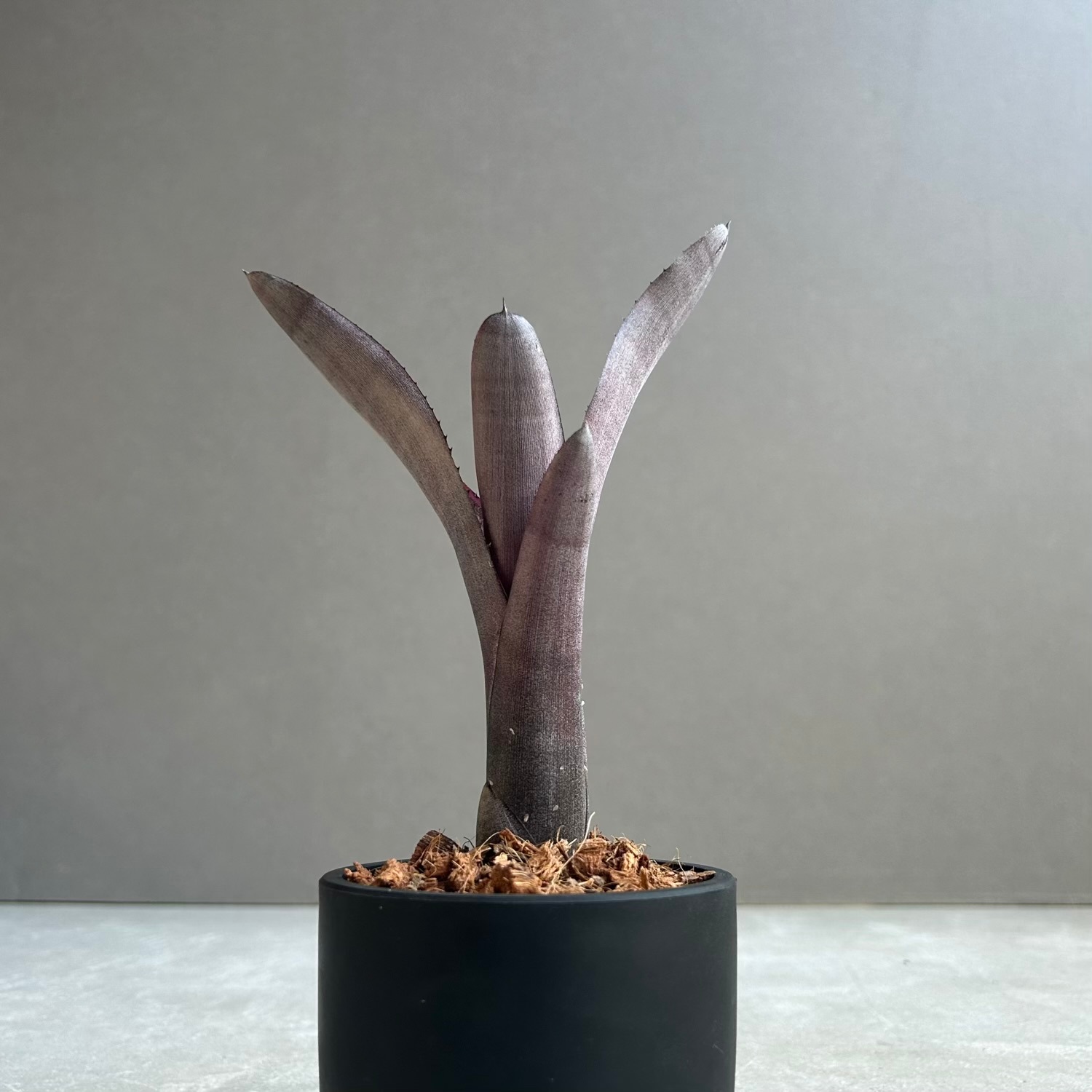 Tillandsia Hats off 観葉植物