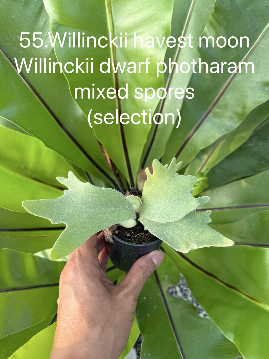 ビカクシダ willinckii mix spore Predator, SPA,Kai 1 ビカクシダ ウィリンキー Harvest Moon ミックススポア セレクト