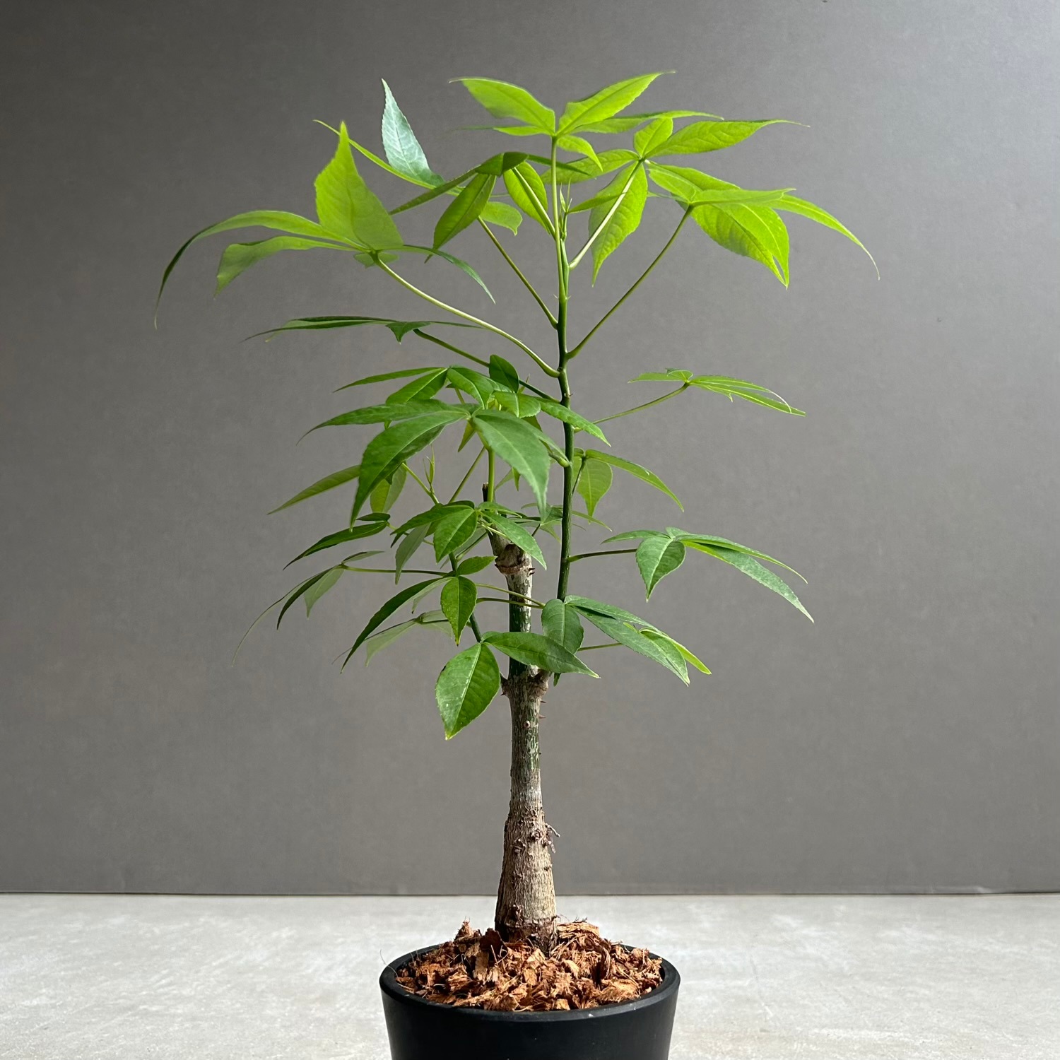 トックリキワタ｜幹が膨らむ独創的なフォルムが魅力の塊根植物｜松竹園