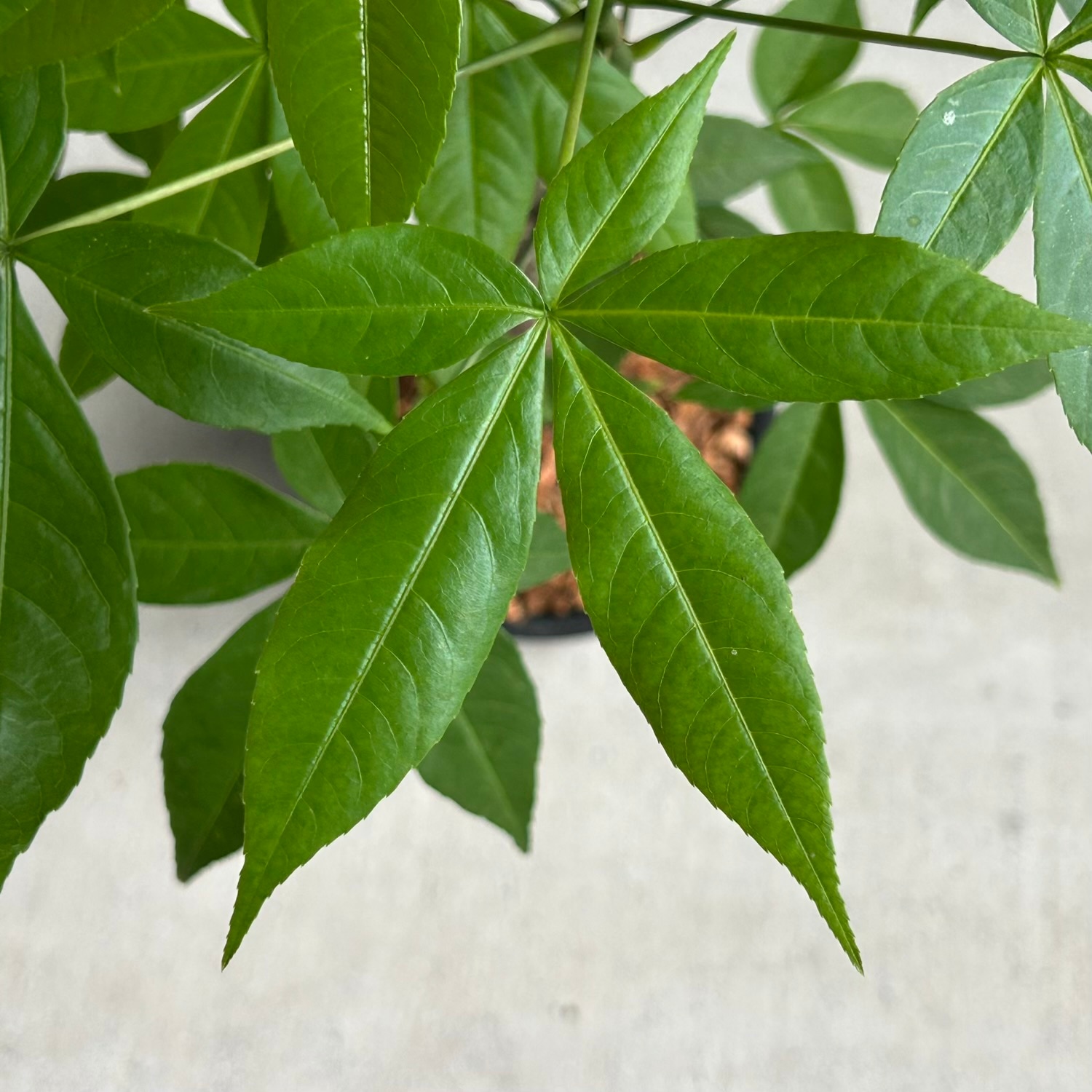 トックリキワタ｜幹が膨らむ独創的なフォルムが魅力の塊根植物｜松竹園