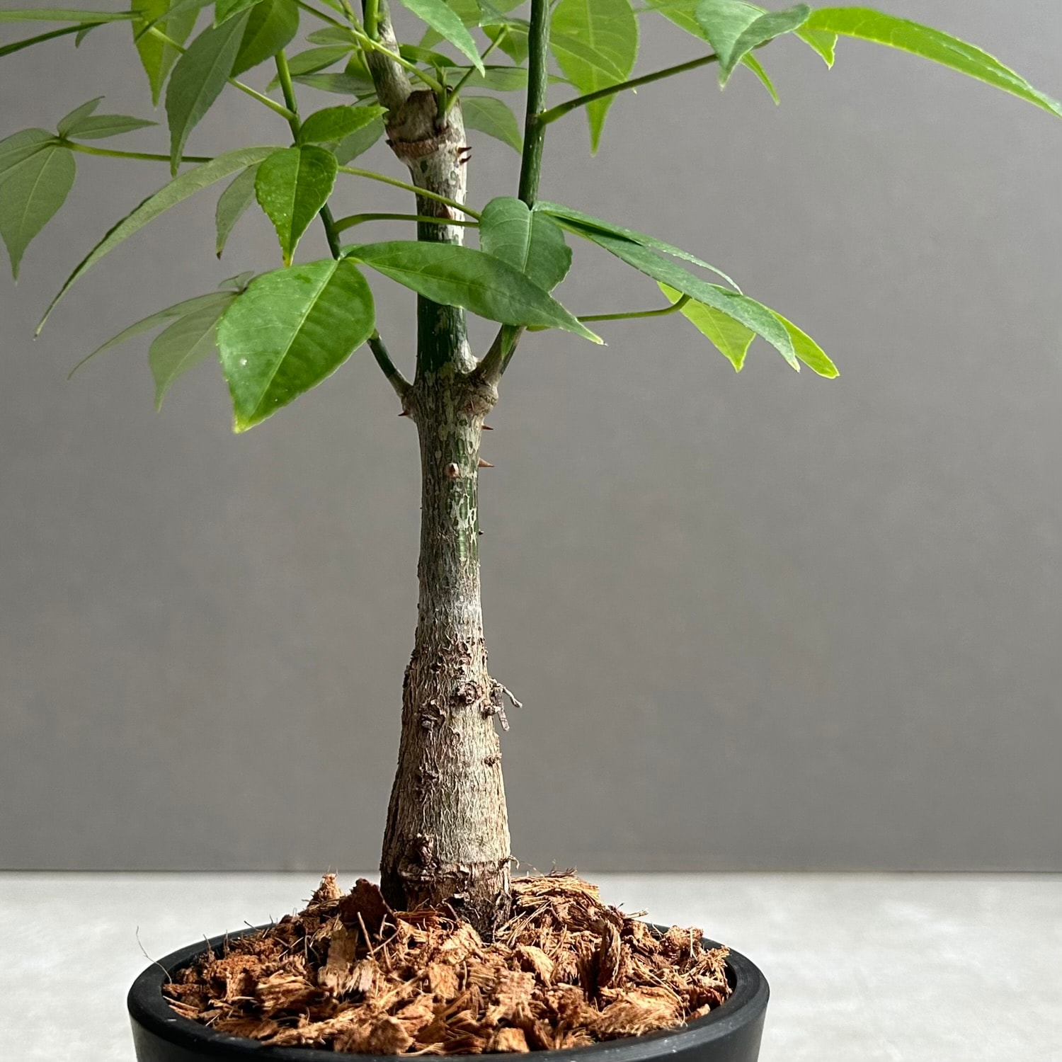 トックリキワタ｜幹が膨らむ独創的なフォルムが魅力の塊根植物｜松竹園