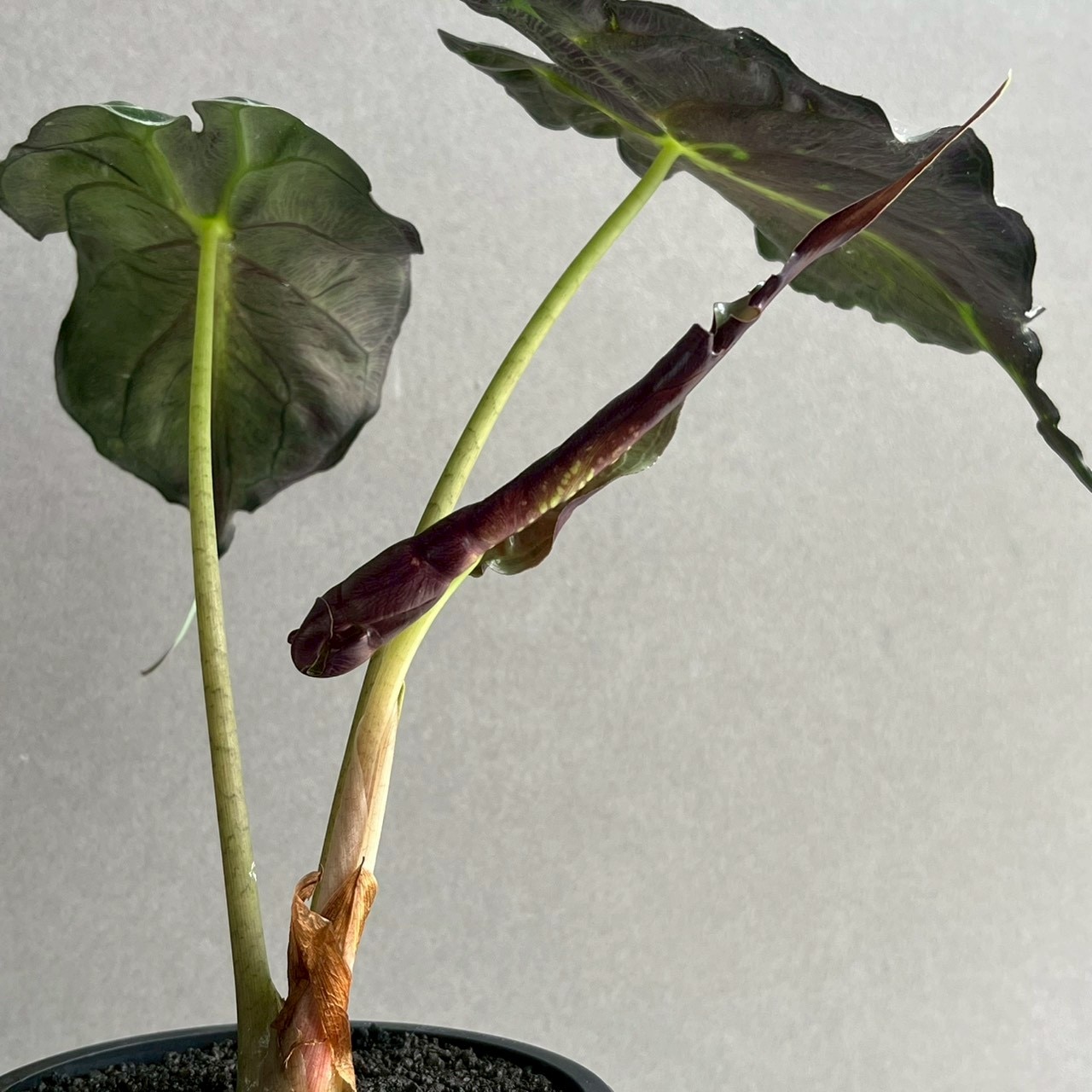 アロカシア ヴェノム Alocasia 'Venom' 管理番号4 【公式通販】