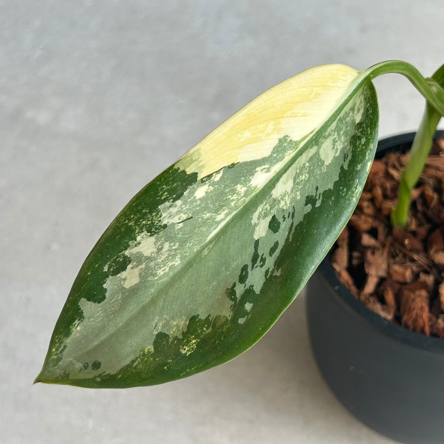 アグラオネマ スワンナプーム Aglaonema Suvarnabhumi タイ国際空港