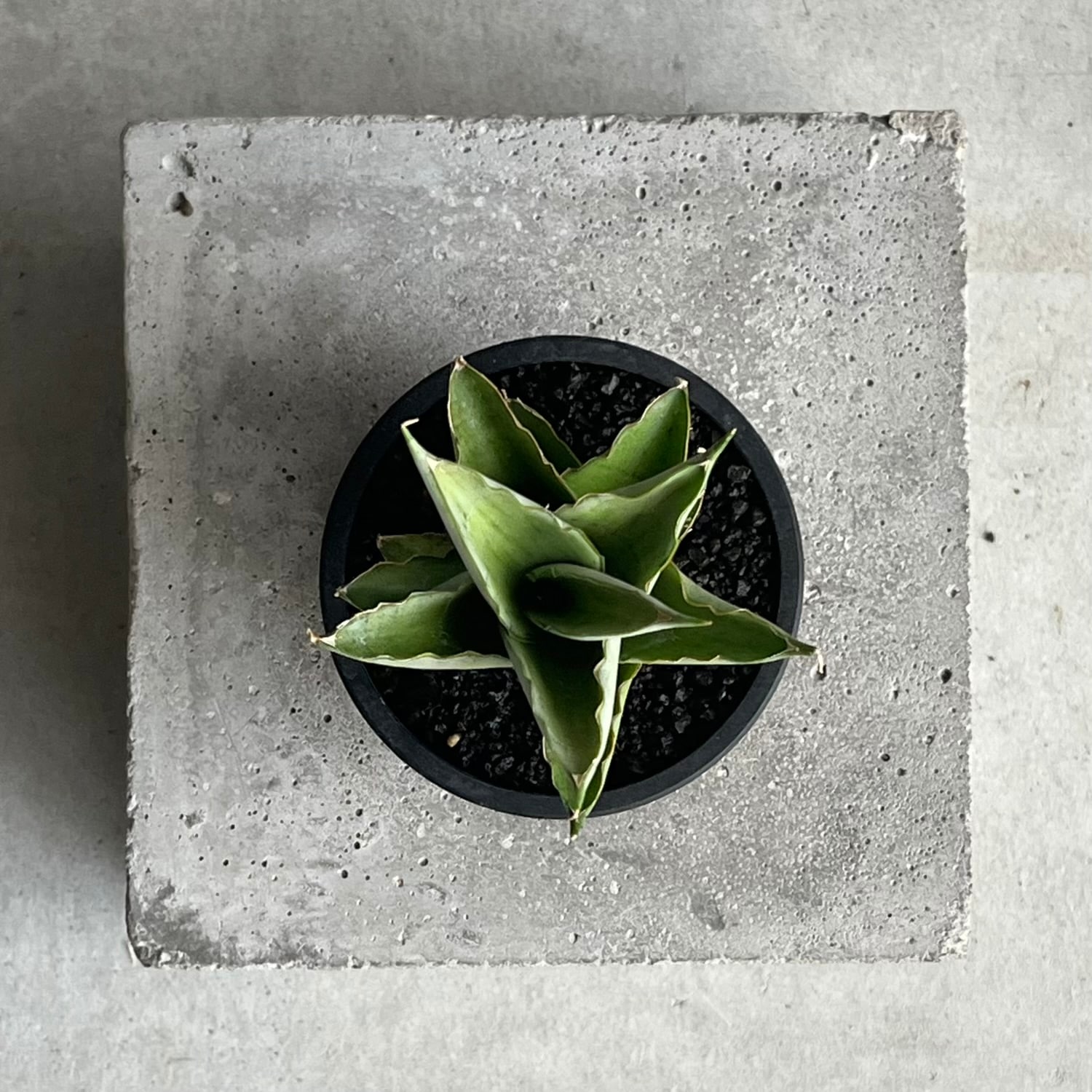 サンセベリア ブア カーオ 「Sansevieria Buakaw(by Unyamanee Garden)」