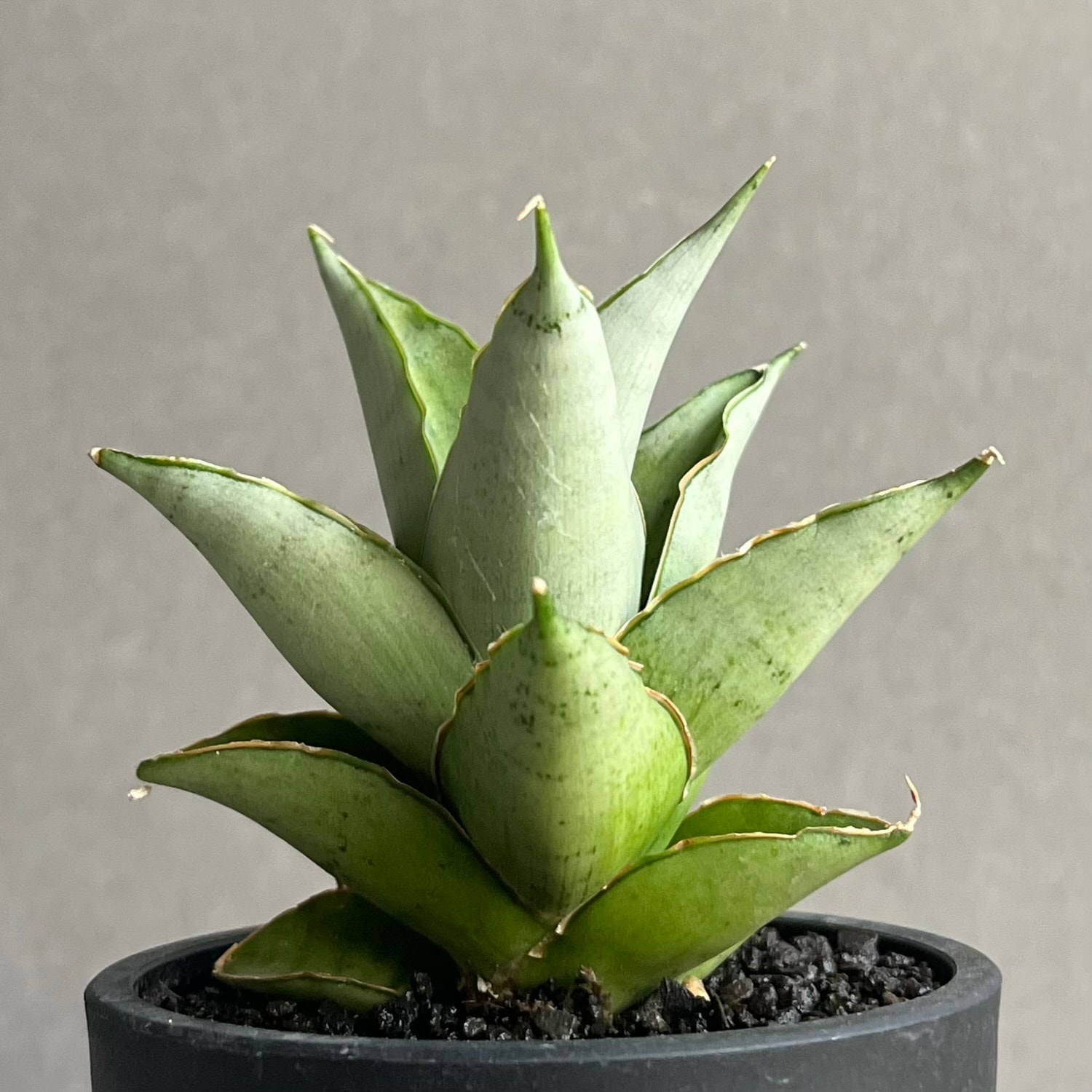サンセベリア ブア カーオ 「Sansevieria Buakaw(by Unyamanee Garden)」