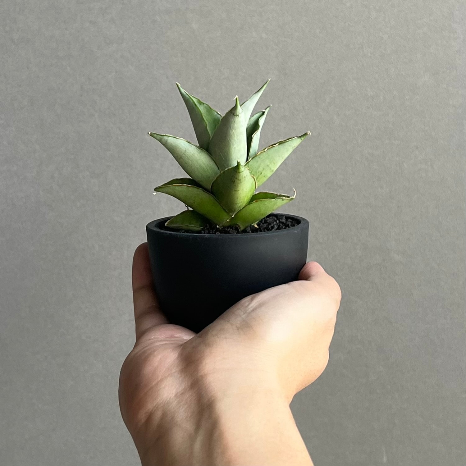 サンセベリア ブア カーオ 「Sansevieria Buakaw(by Unyamanee Garden)」
