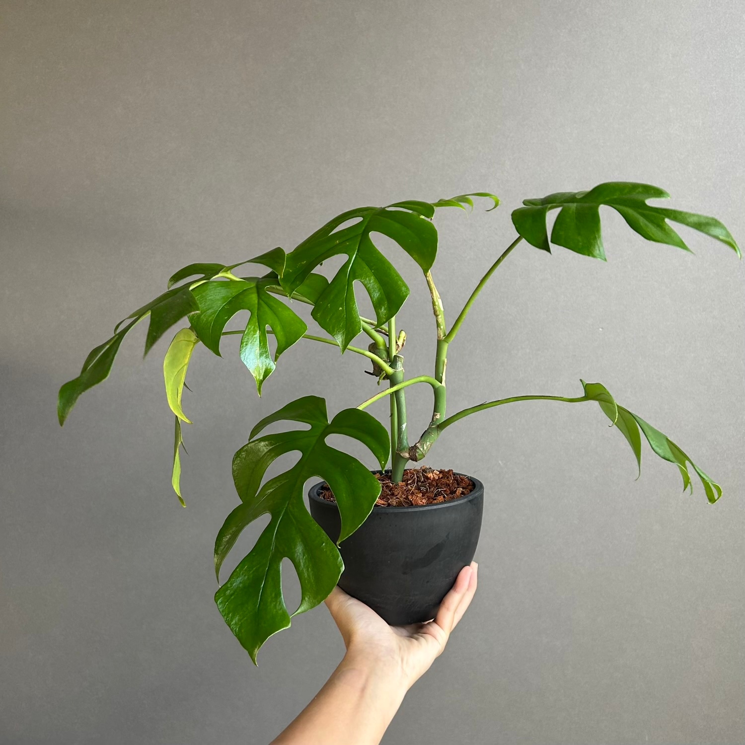 ヒメモンステラ｜Rhaphidophora tetrasperma｜切れ込み葉が愛らしい