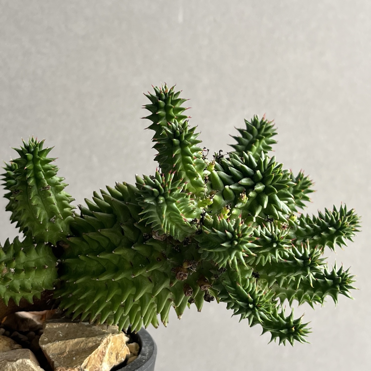ユーフォルビア スザンナエ Euphorbia susannae｜球形 多肉植物