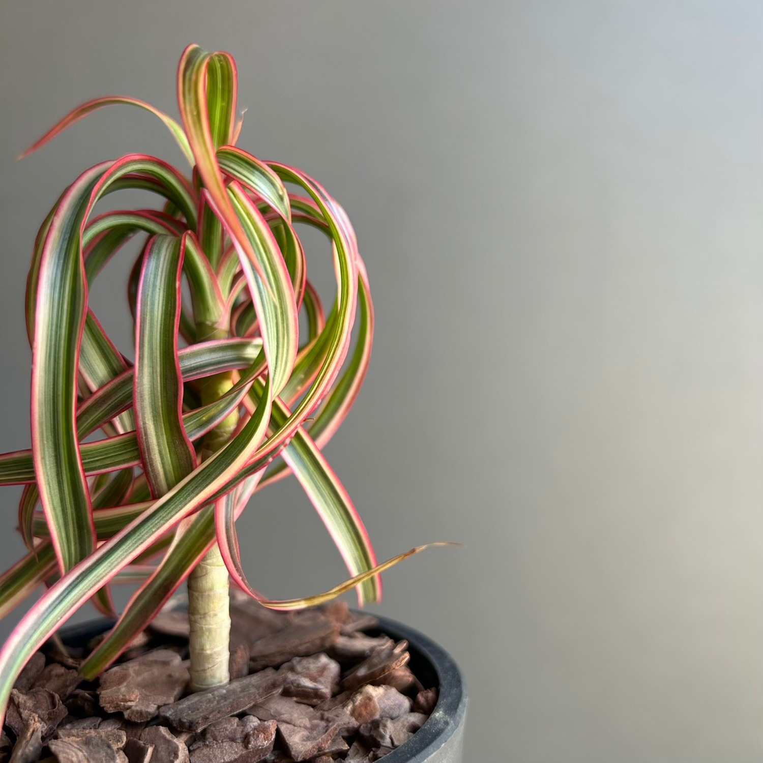 ドラセナ コンシンネ “キュンティ”｜クルクルとカールする愛らしい希少