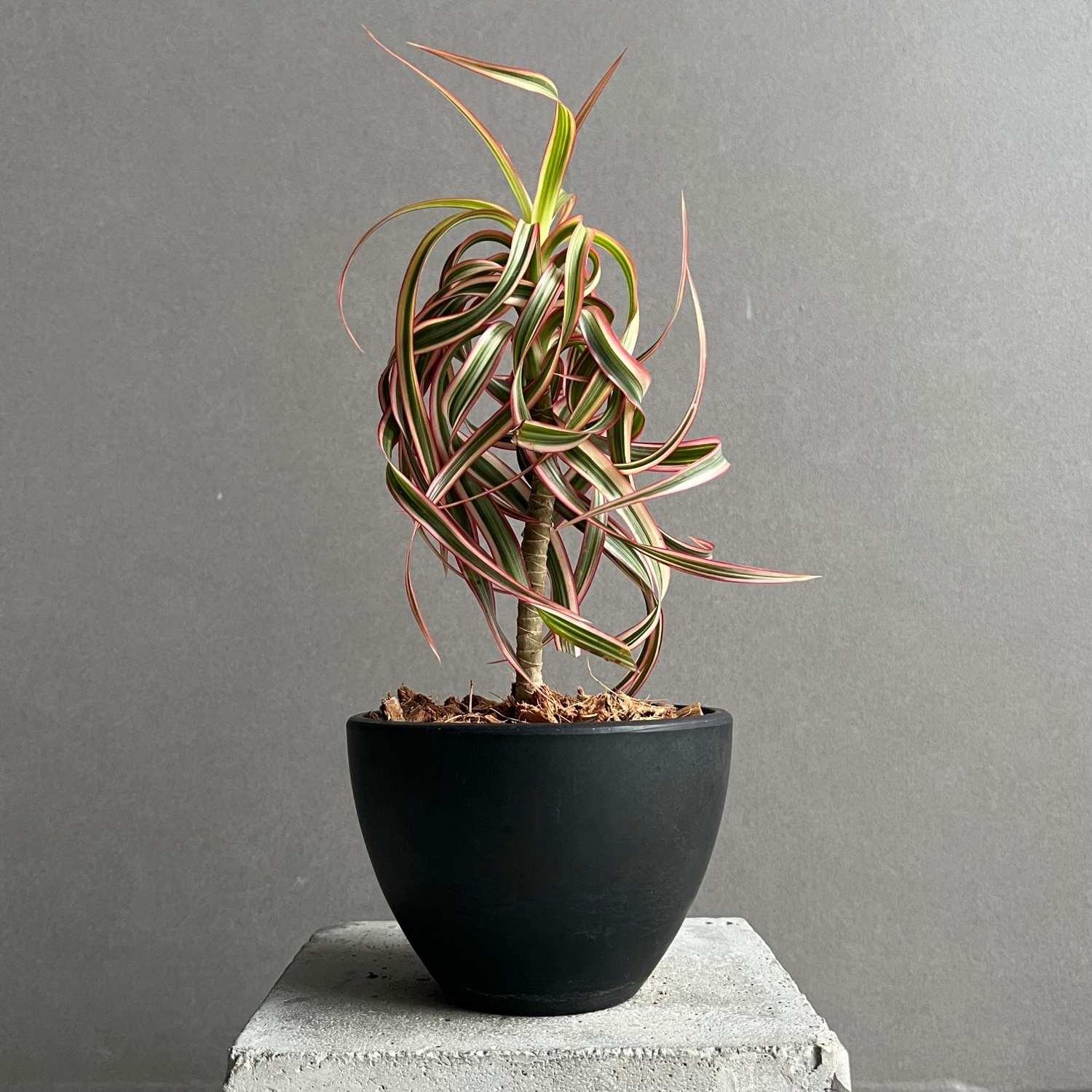 ドラセナ キュンティ 「Dracaena concinne Kuhnty」