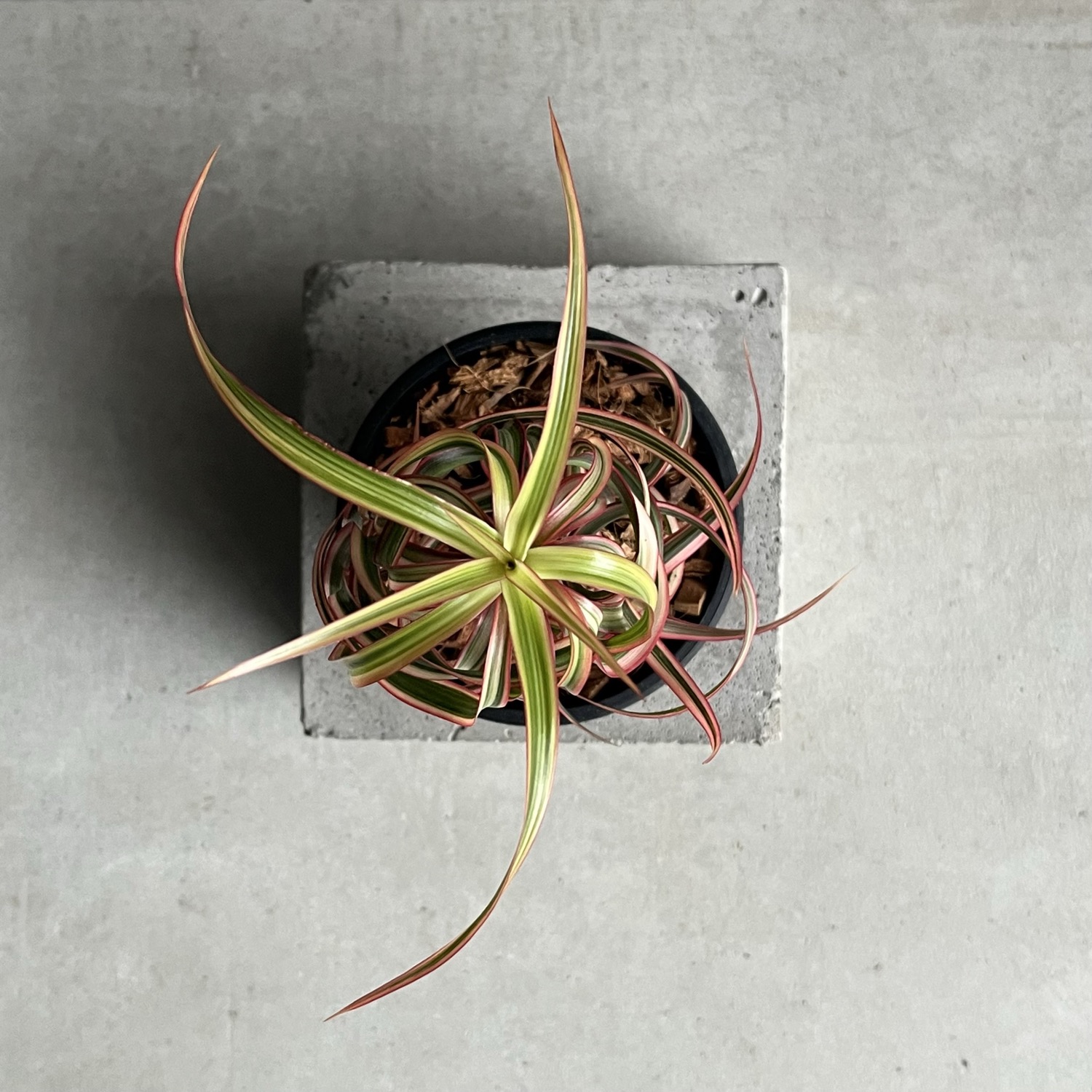 ドラセナ キュンティ 「Dracaena concinne Kuhnty」