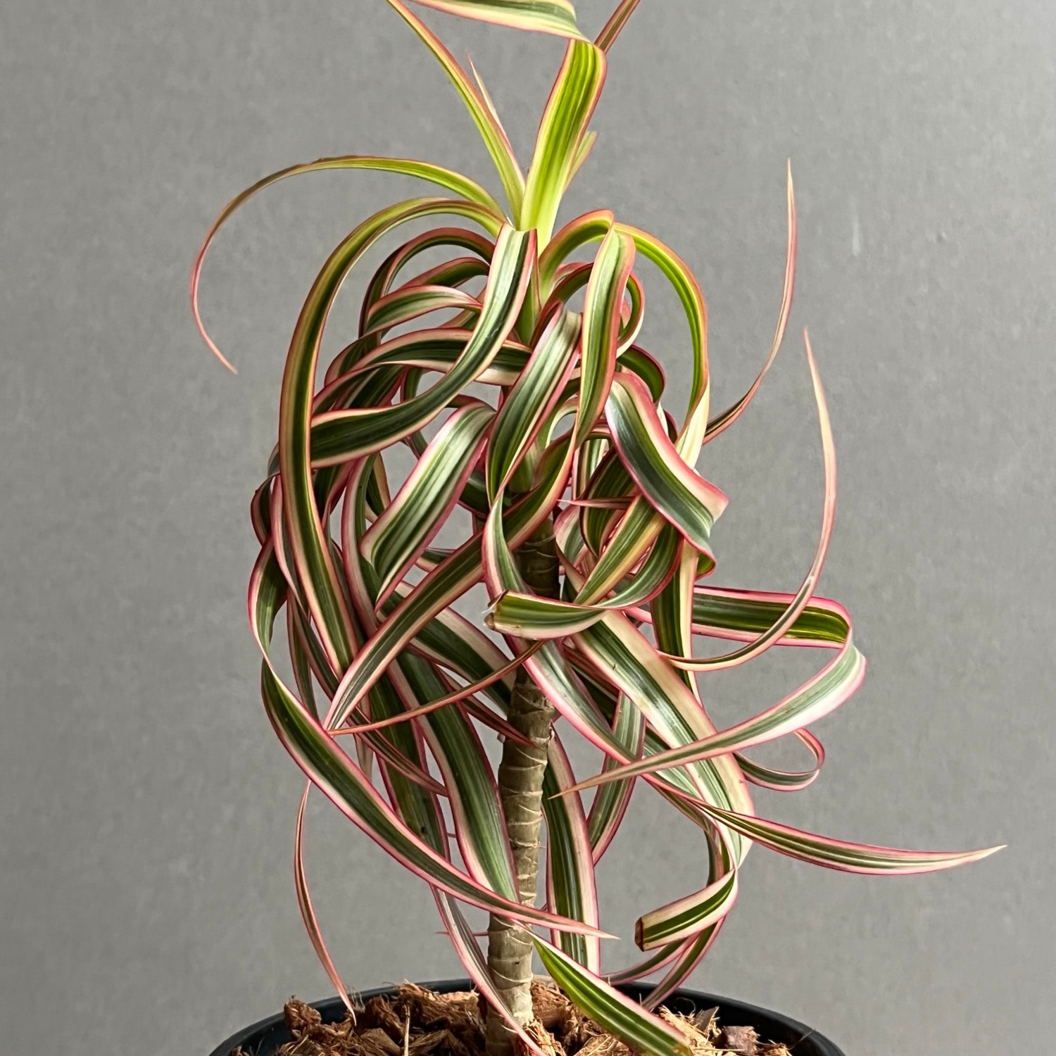 ドラセナ キュンティ 「Dracaena concinne Kuhnty」