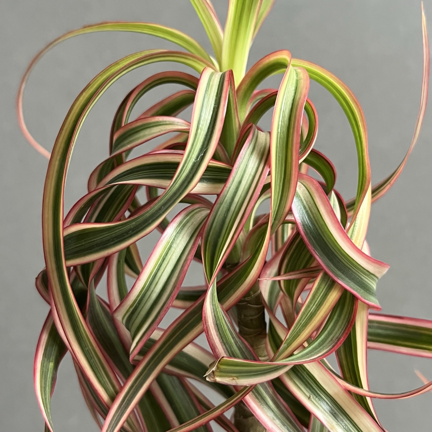 ドラセナ キュンティ 「Dracaena concinne Kuhnty」