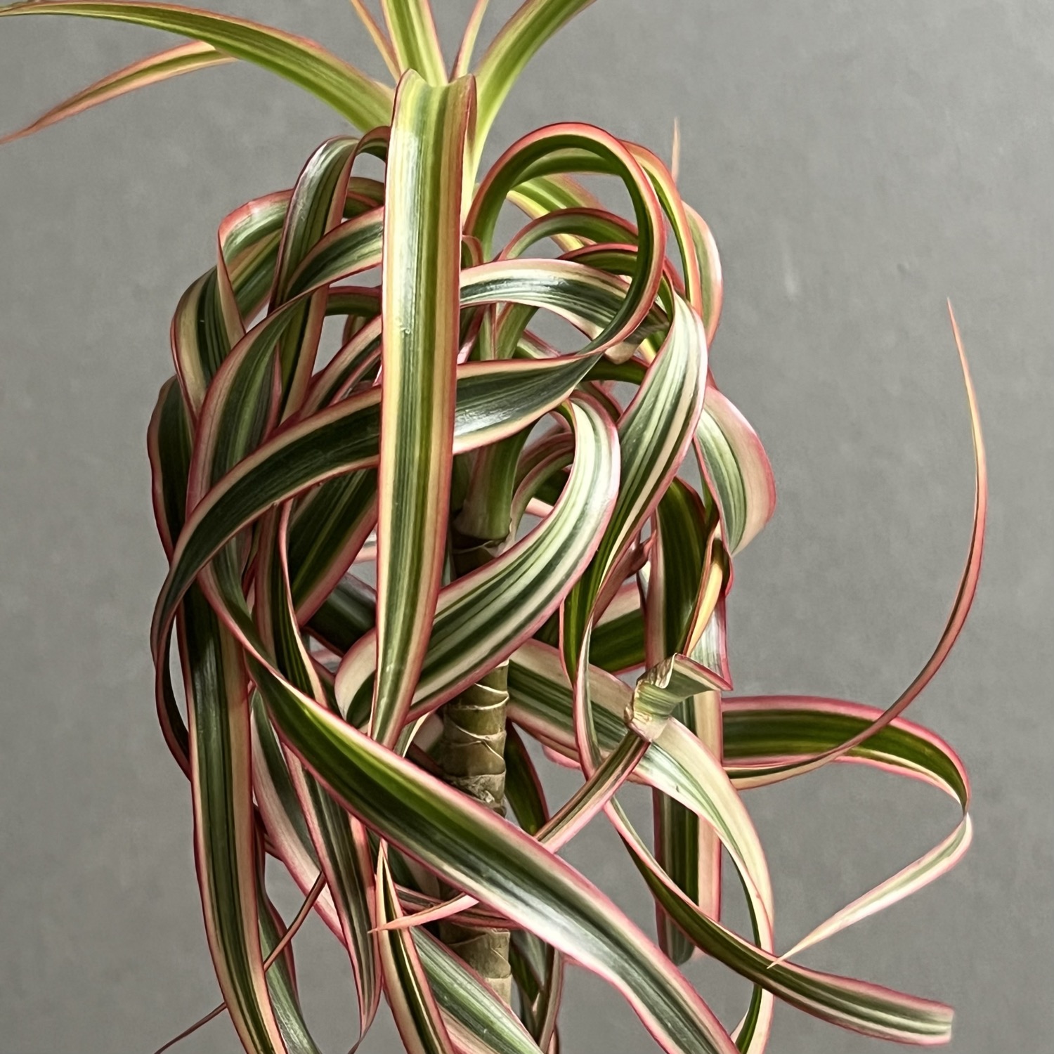 ドラセナ キュンティ 「Dracaena concinne Kuhnty」