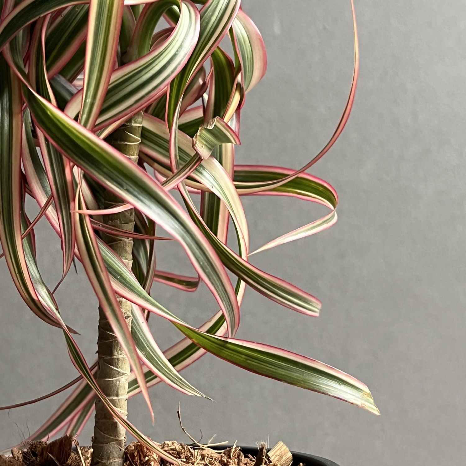 ドラセナ キュンティ 「Dracaena concinne Kuhnty」