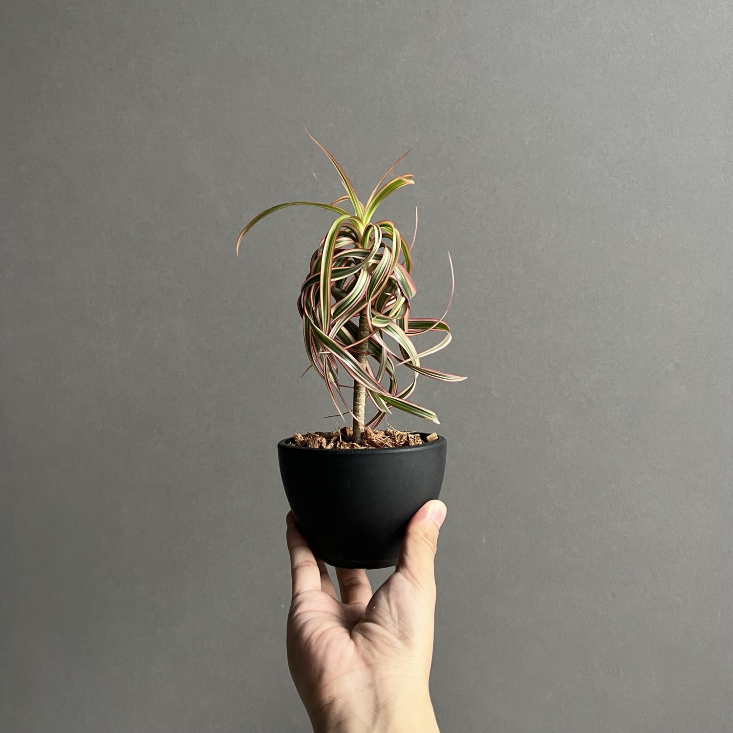 ドラセナ キュンティ 「Dracaena concinne Kuhnty」