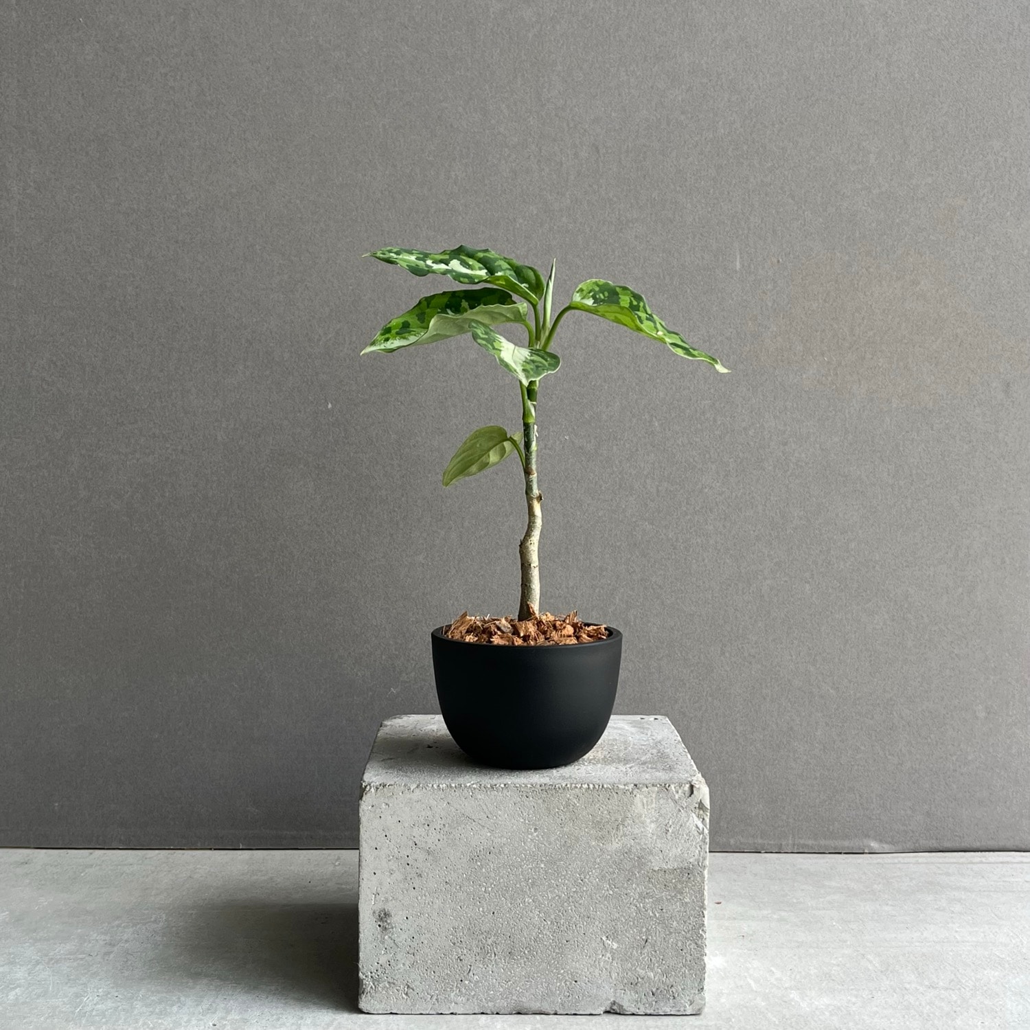 アグラオネマ ピクタム トリカラー Aglaonema pictum tricolor｜迷彩柄