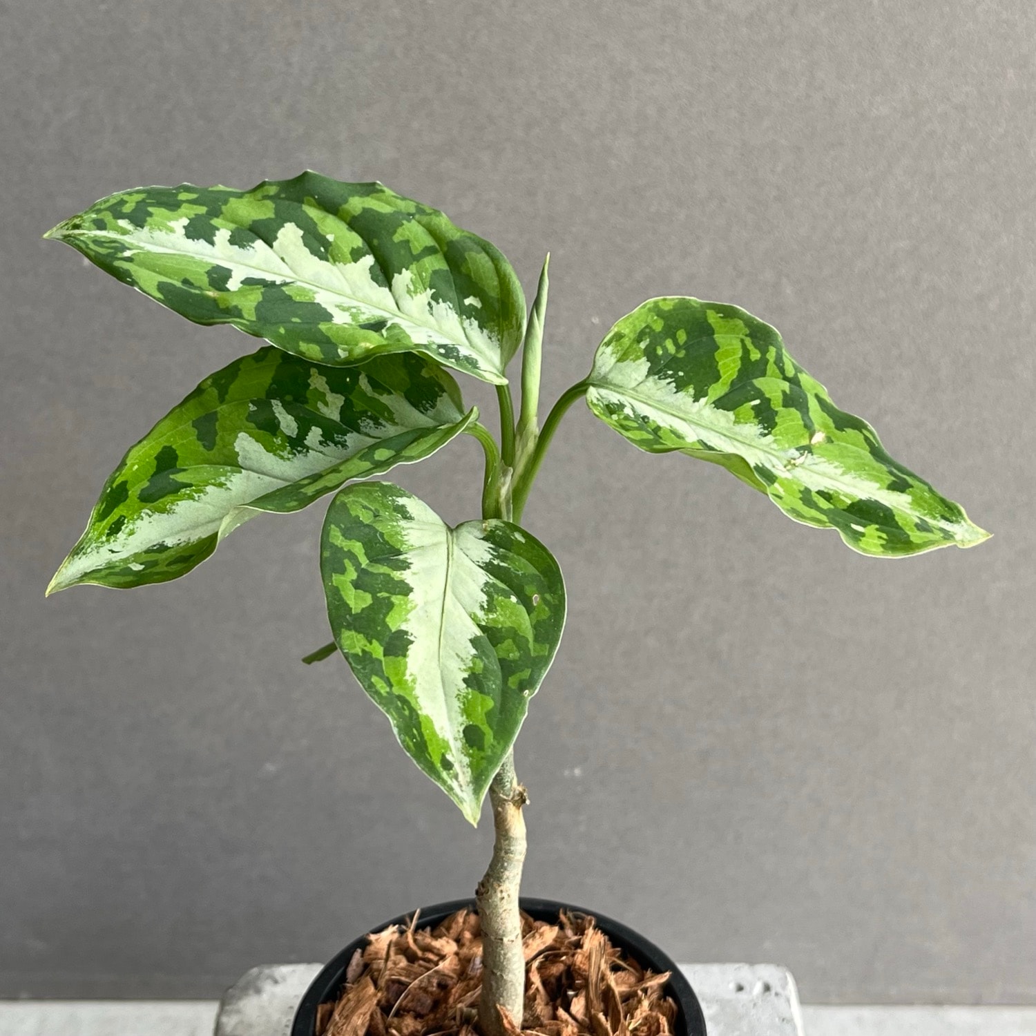 アグラオネマ ピクタム トリカラー Aglaonema pictum tricolor｜迷彩柄