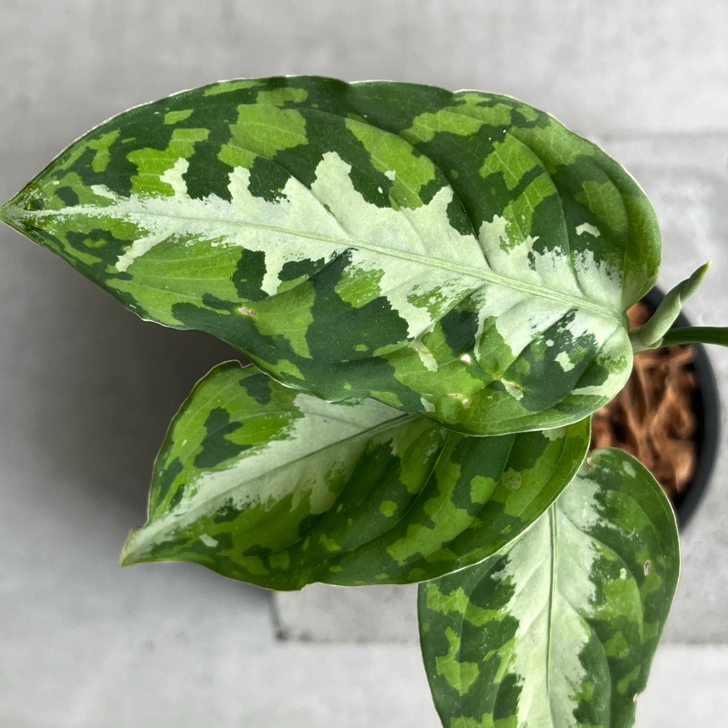 色綺麗！アグラオネマ ピクタム トリカラー Pictum Tricolor 04 アグラオネマ ピクタム トリカラー Aglaonema pictum tricolor｜迷彩柄