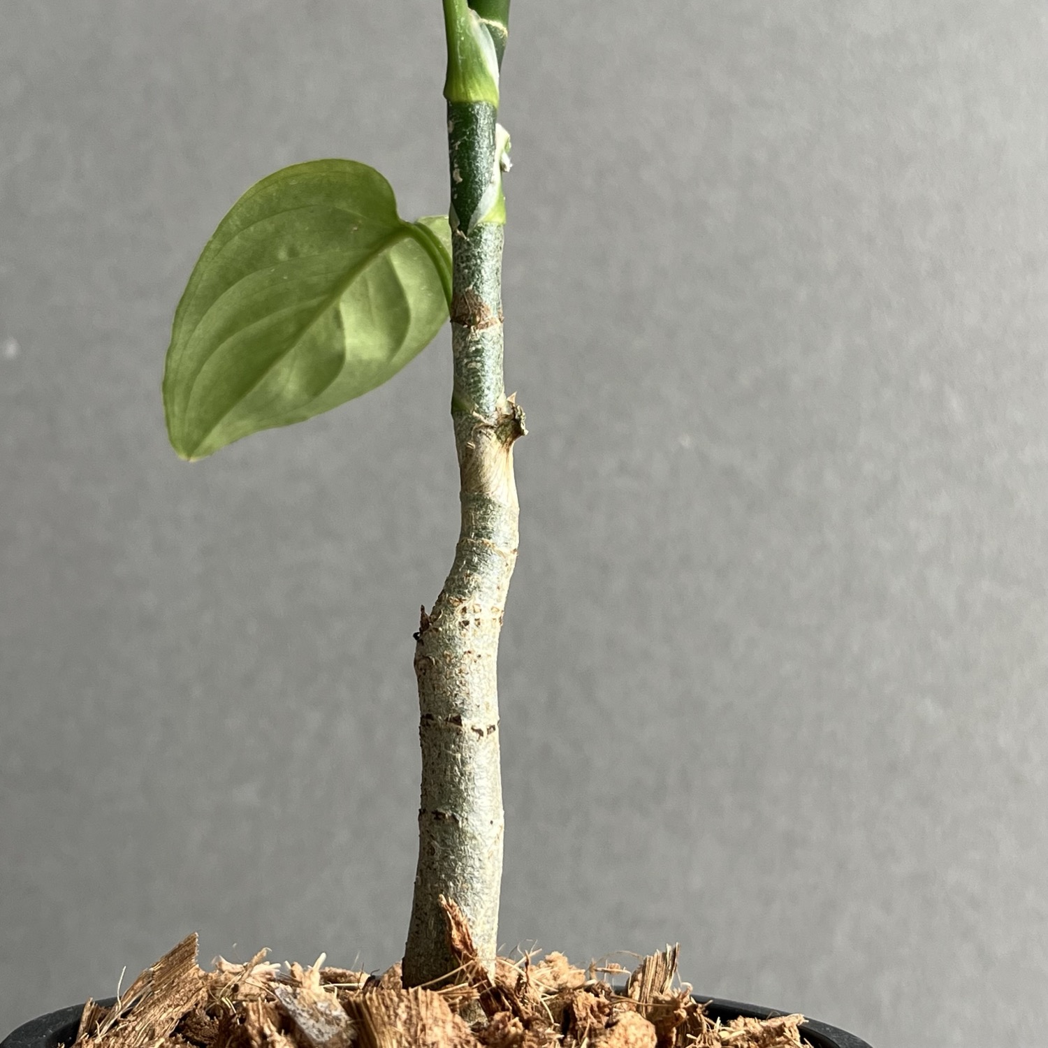 アグラオネマ ピクタム トリカラー Aglaonema pictum tricolor｜迷彩柄