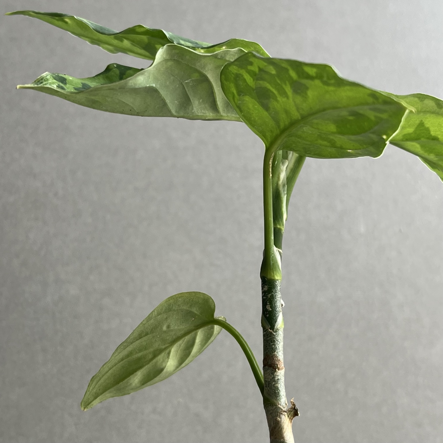 アグラオネマ ピクタム トリカラー Aglaonema pictum tricolor｜迷彩柄